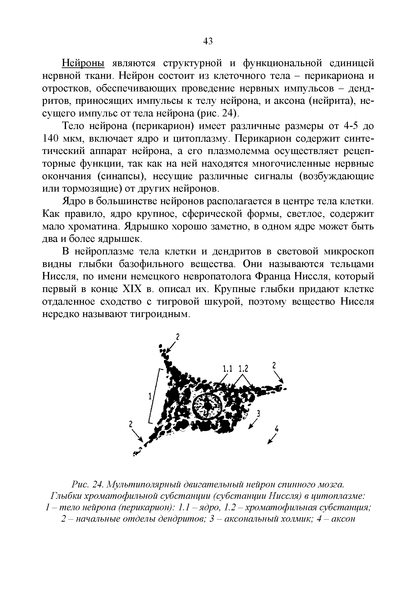 Рис. 24. Мультиполярный двигательный нейрон спинного мозга. Глыбки хроматофильной субстанции (субстанции Ниссля) в цитоплазме ...