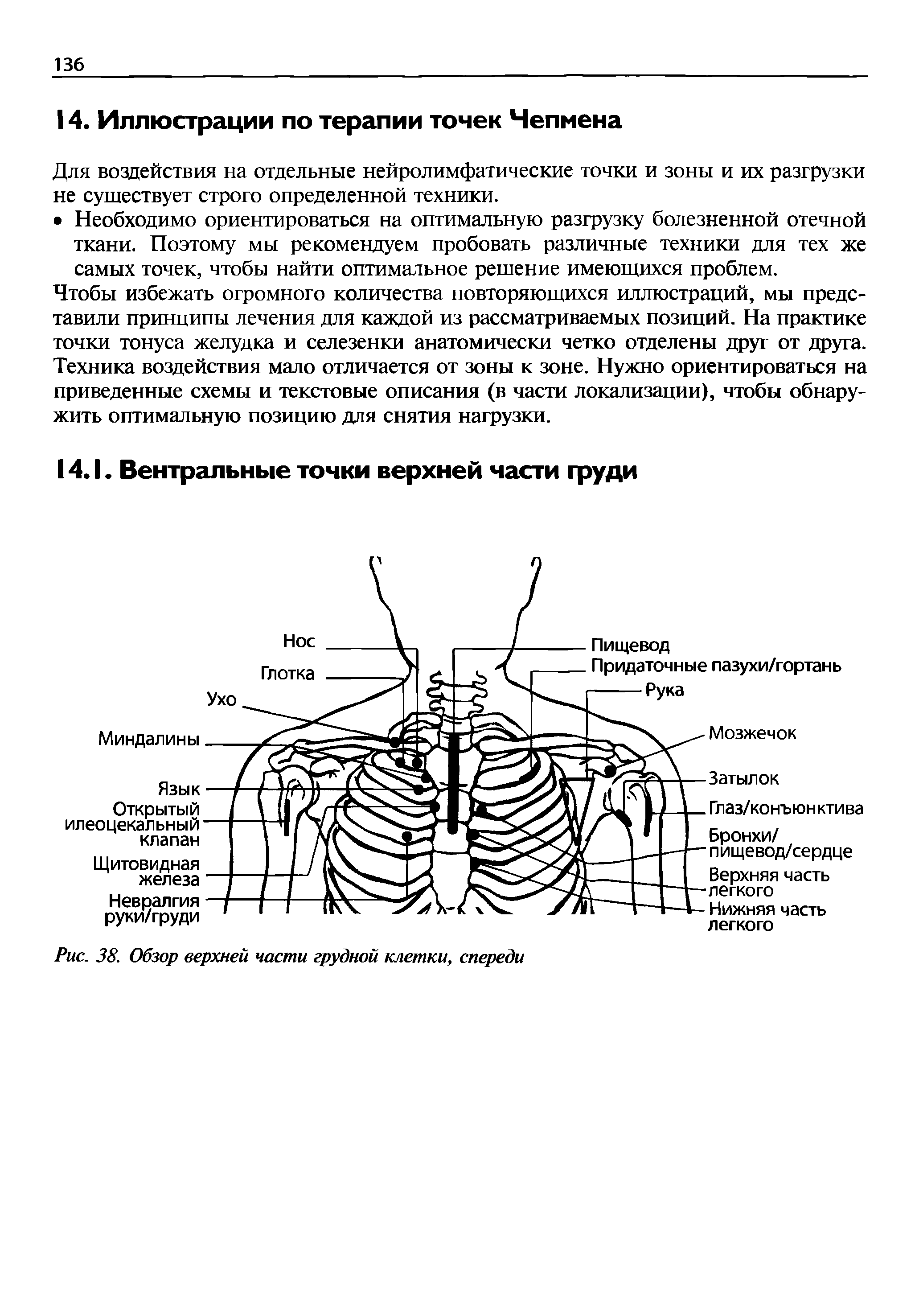 Рис. 38. Обзор верхней части грудной клетки, спереди...