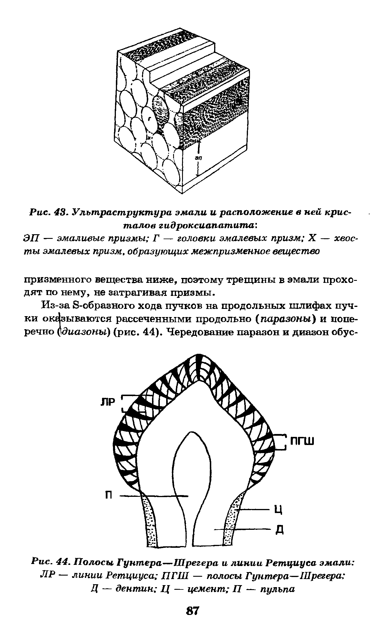 Рис. 44. Полосы Гунтера—Шрегера и линии Ретциуса эмали ЛР — линии Ретциуса ПГШ — полосы Гунтера—Шрегера Д — дентин Ц — цемент П — пульпа...