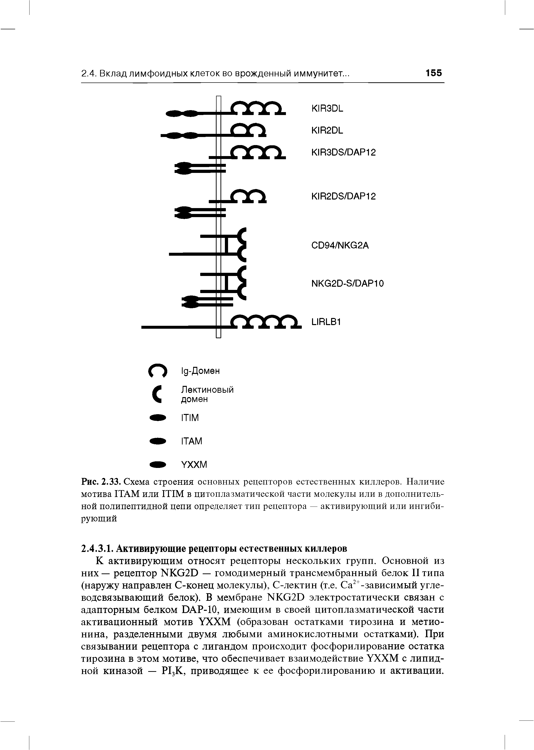 Рис. 2.33. Схема строения основных рецепторов естественных киллеров. Наличие мотива ITAM или ITIM в цитоплазматической части молекулы или в дополнительной полипептидной цепи определяет тип рецептора — активирующий или ингибирующий...