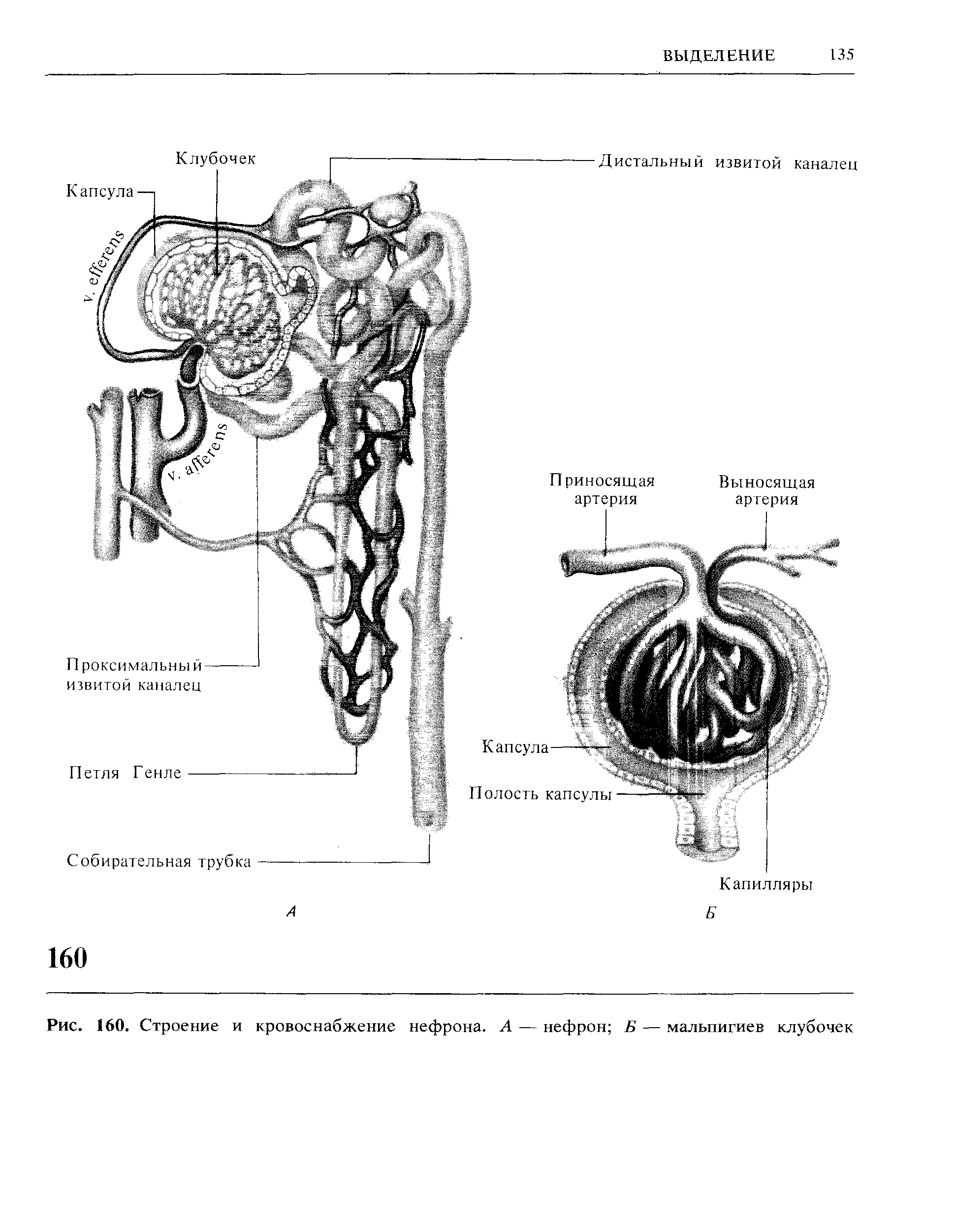 Рис. 160. Строение и кровоснабжение нефрона. А — нефрон Б — мальпигиев клубочек...