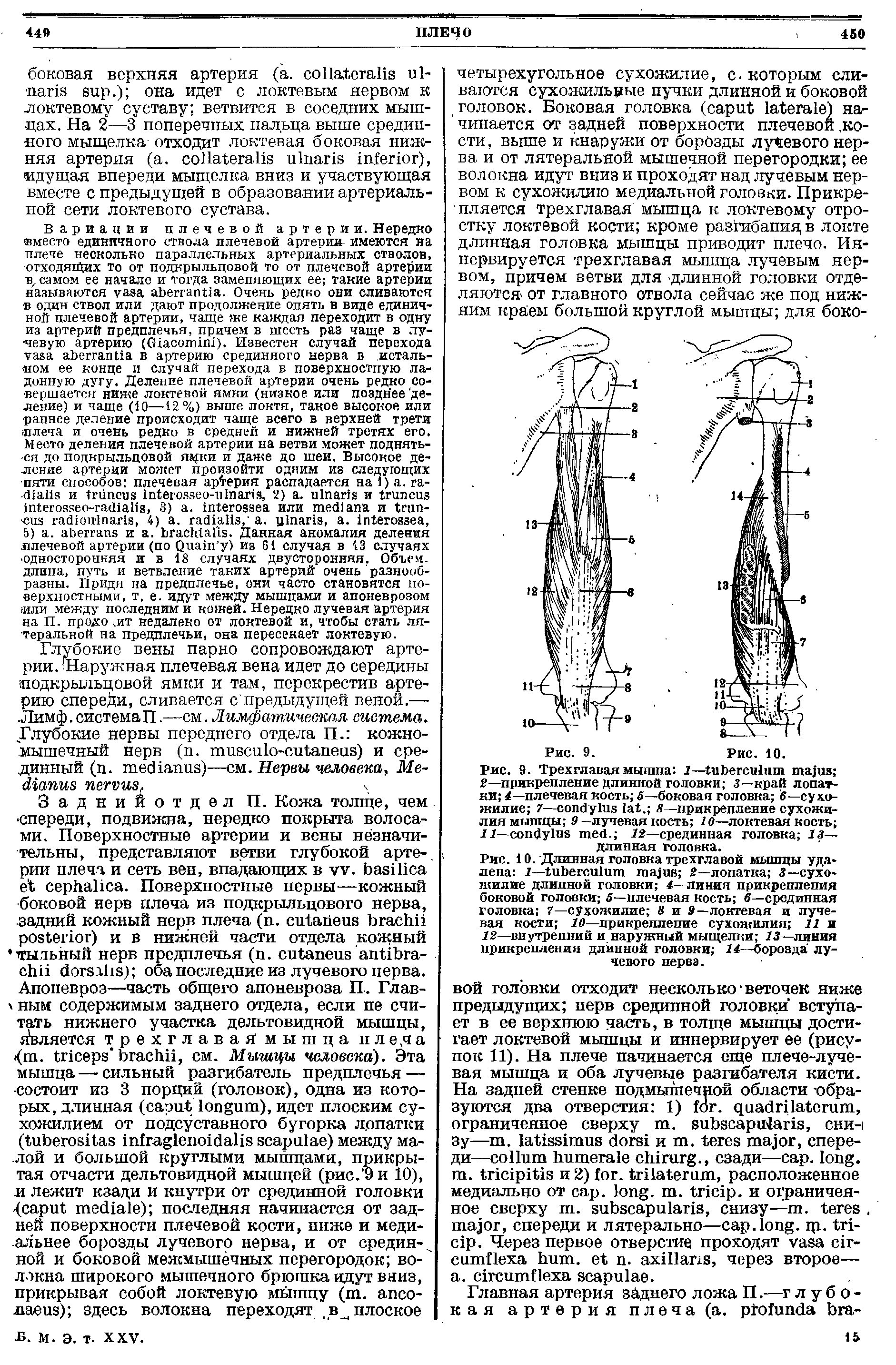 Рис. 10. Длинная головка трехглавой мышцы удалена 2— 2—лопатка 3—сухожилие длинной головки 4—линия прикрепления боковой головки 5—плечевая кость б—срединная головка 7—сухожилие 8 и 9—локтевая и лучевая кости 10—прикрепление сухожилия 11 и...