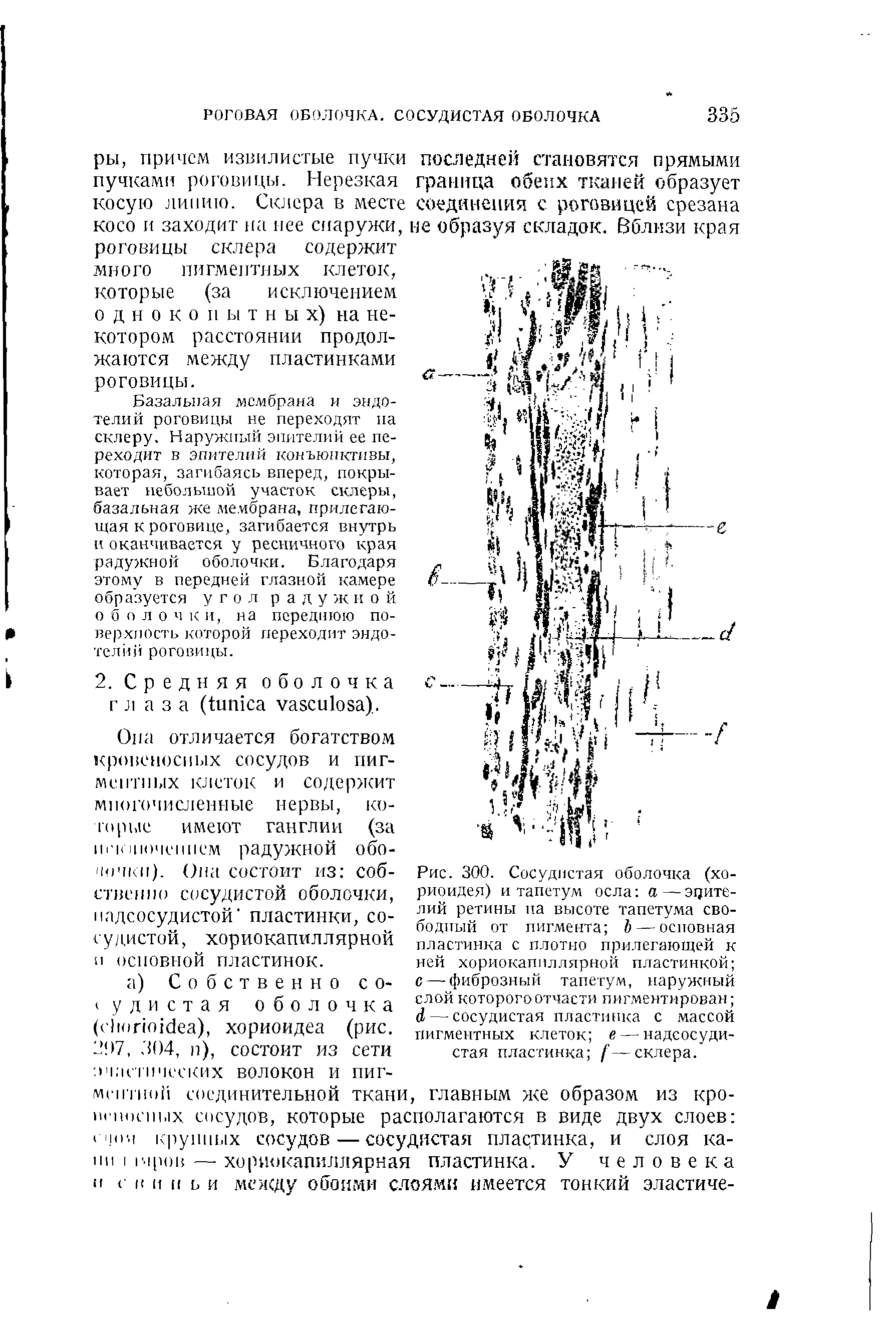 Рис. 300. Сосудистая оболочка (хо-риоидея) и тапетум осла а—эпителий ретины па высоте тапетума свободный от пигмента Ъ— основная пластинка с плотно прилегающей к ней хориокапиллярной пластинкой с — фиброзный тапетум, наружный слой которого отчасти пигментирован <1 — сосудистая пластинка с массой пигментных клеток е — надсосудистая пластинка /—склера.