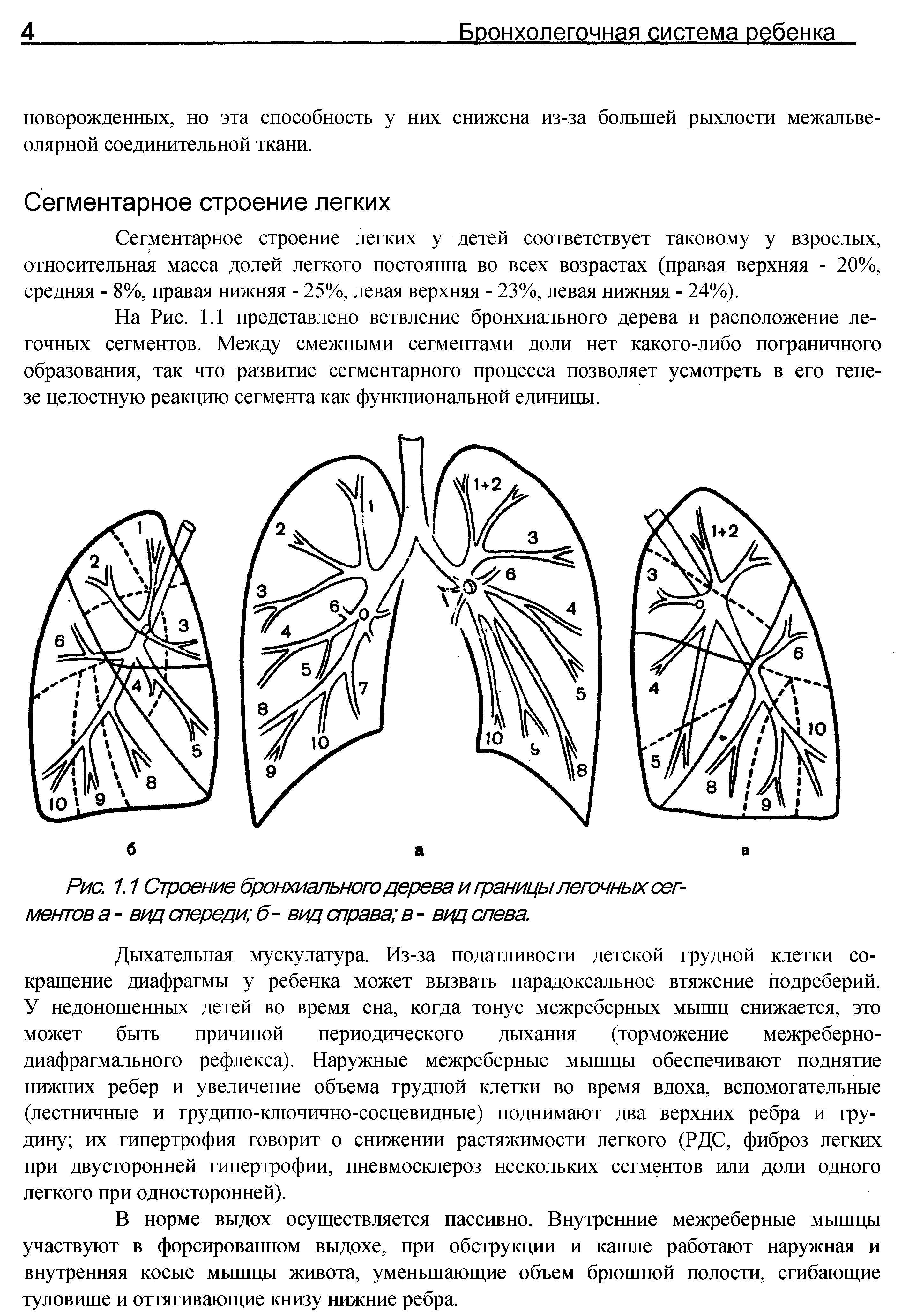 Рис. 1.1 Строение бронхиального дерева и границы легочных сегментов а - вид спереди б - вид справа в - вид слева.