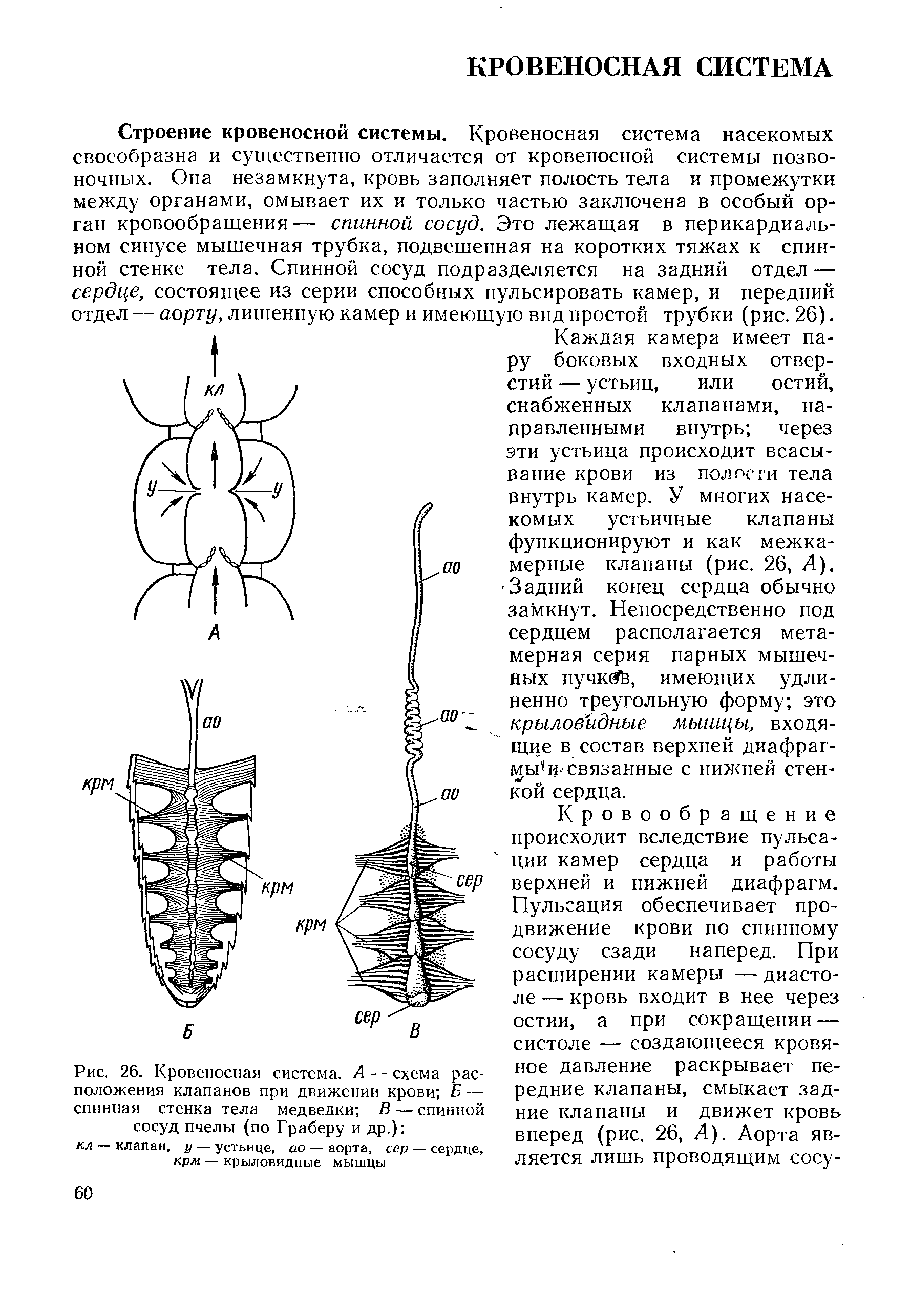 Рис. 26. Кровеносная система. А — схема расположения клапанов при движении крови Б — спинная стенка тела медведки В — спинной сосуд пчелы (по Граберу и др.) ...