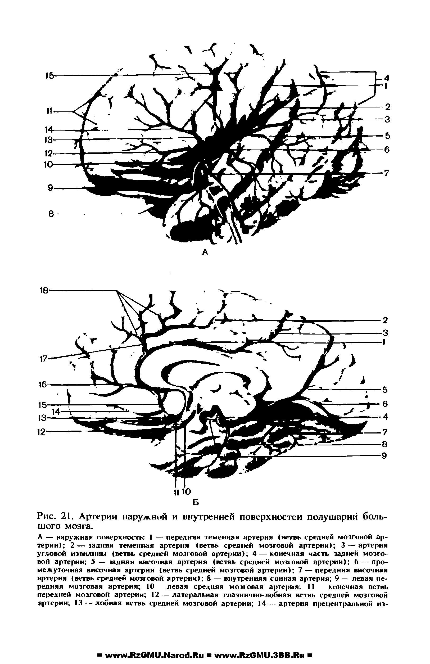 Рис. 21. Артерии наружной и внутренней поверхностей полушарий большого мозга.