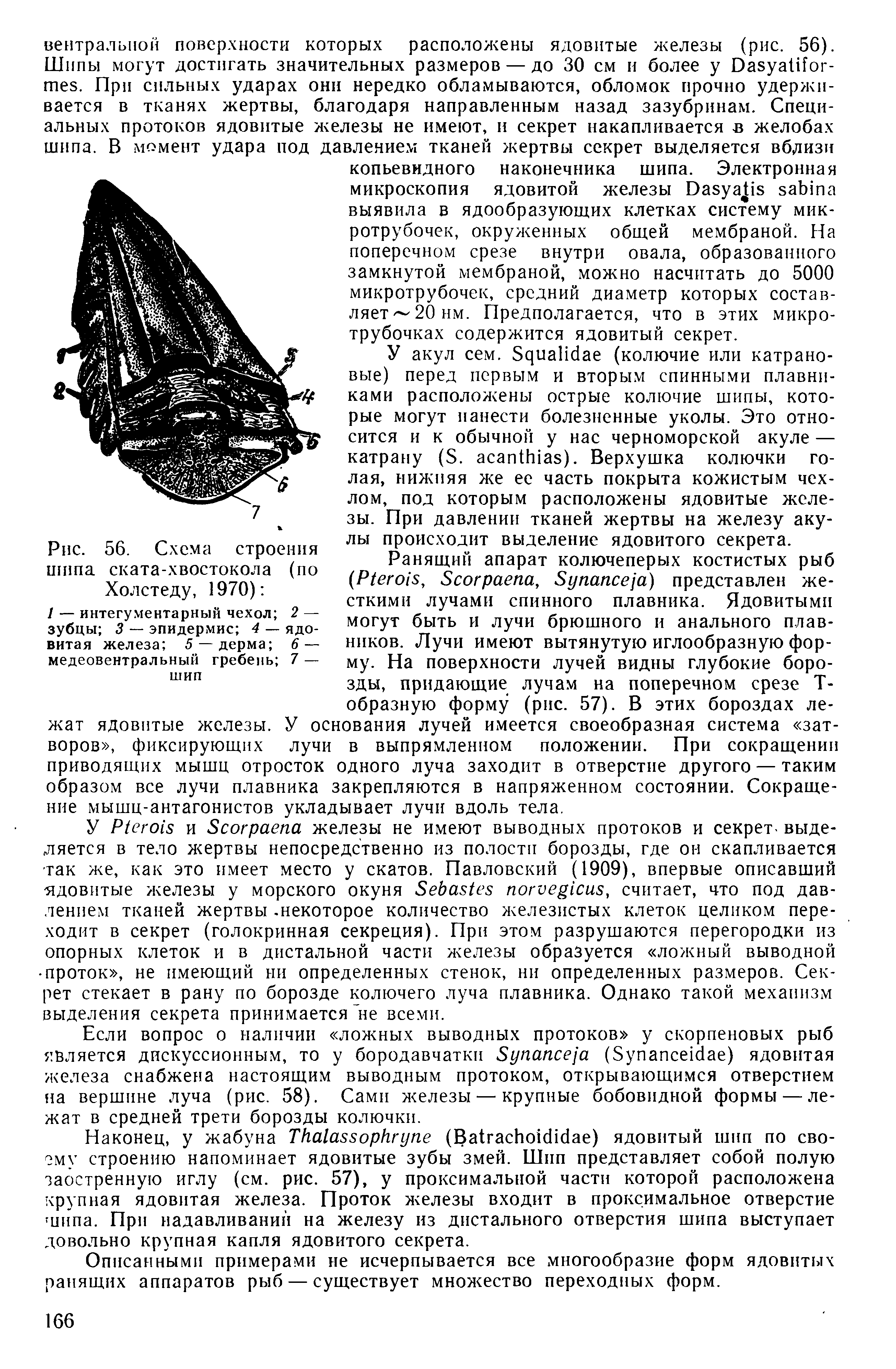 Рис. 56. Схема строения шипа ската-хвостокола (по Холстеду, 1970) ...