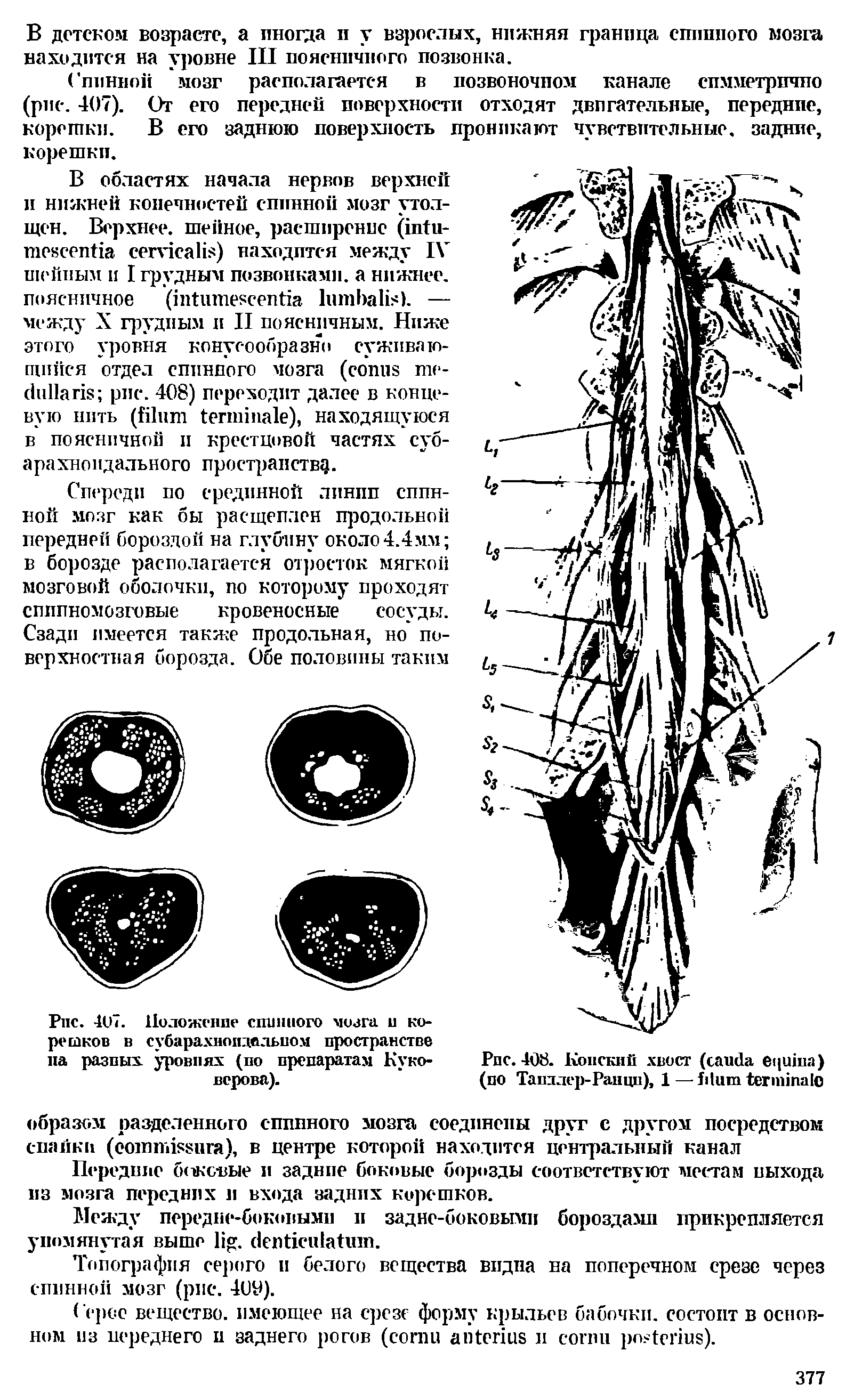 Рис. 407. Положение спинного мозга и корешков в субарахнопдвльиом пространстве па разных уровнях (по препаратам Куко-верова).