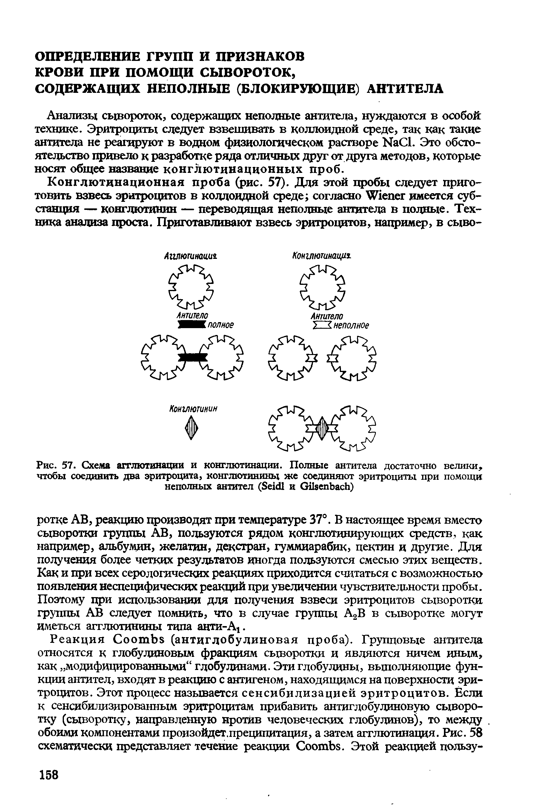 Рис. 57. Схема агглютинации и конглютинации. Полные антитела достаточно велики, чтобы соединить два эритроцита, конглютинины же соединяют эритроциты при помощи неполных антител (S и G )...