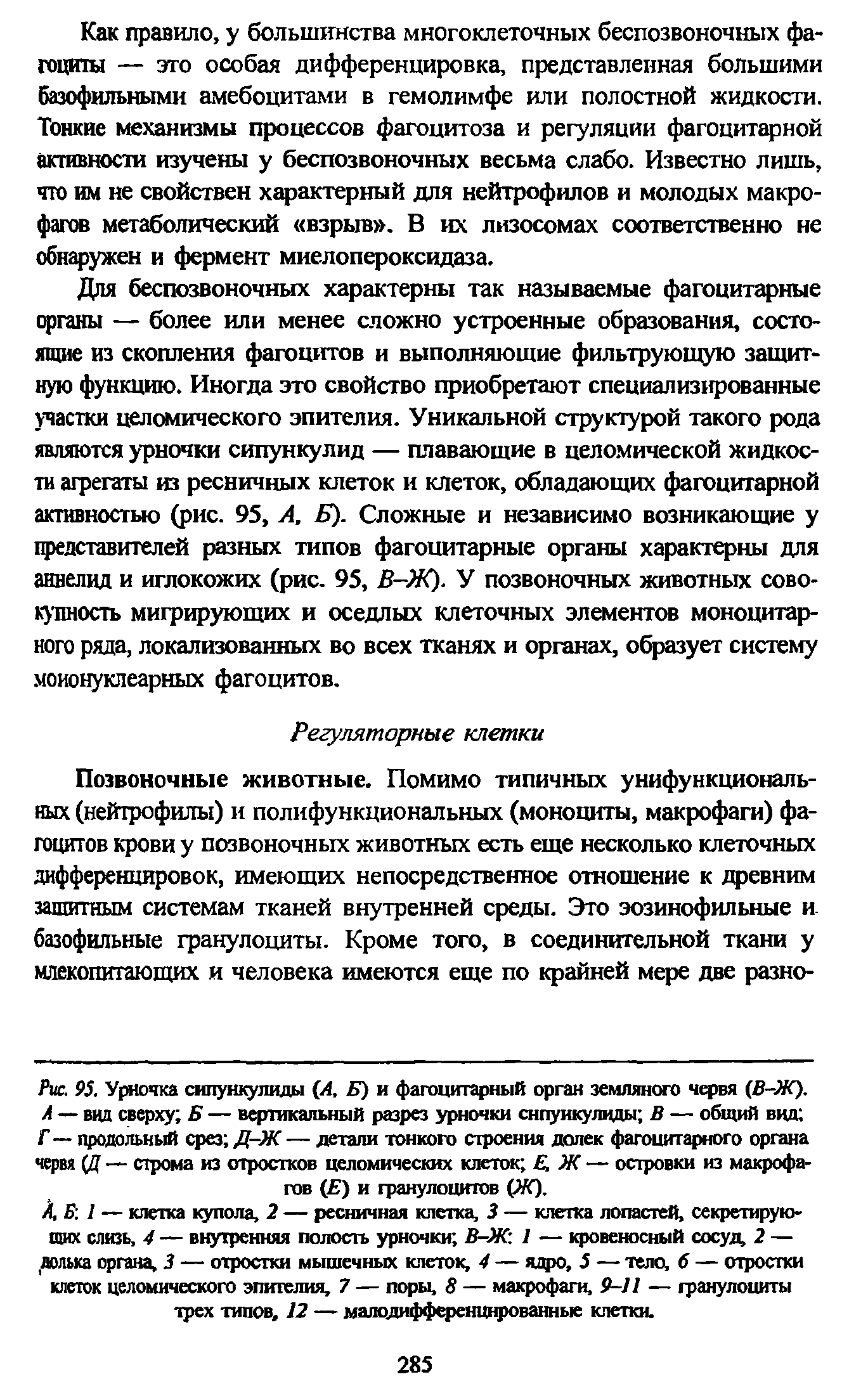 Рис. 95. Урночка сипункулиды (А. Б) и фагоцитарный орган земляного червя (В-Ж). А — вид сверху Б — вертикальный разрез урночки снпуикулцды В — общий вид Г — продольный срез Д-Ж — детали тонкого строения долек фагоцитарного органа червя (Д — строма из отростков целомических клеток Е, Ж — островки из макрофагов ( ) и гранулоцитов (Ж).