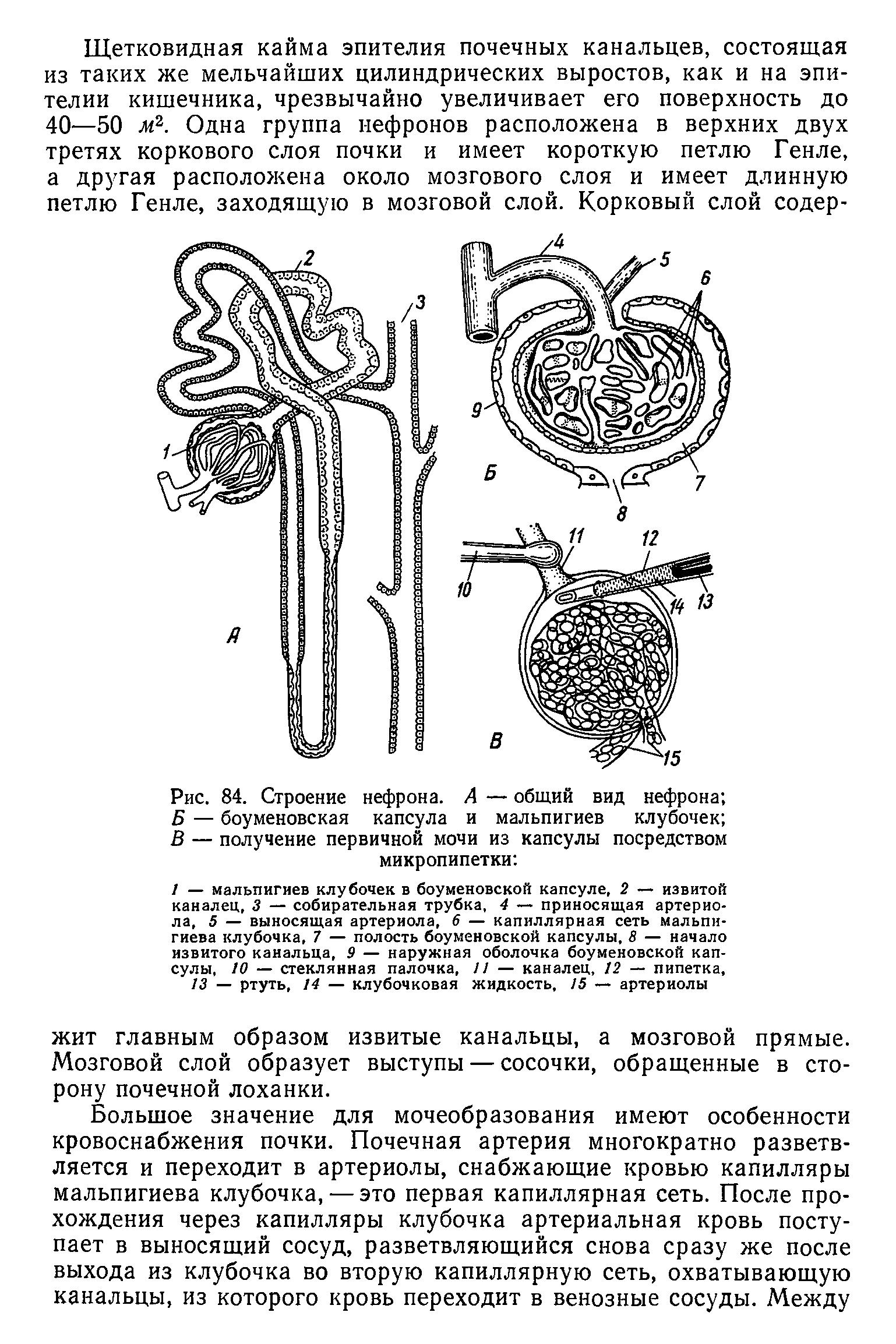 Рис. 84. Строение нефрона. А — общий вид нефрона Б — боуменовская капсула и мальпигиев клубочек В — получение первичной мочи из капсулы посредством микропипетки ...