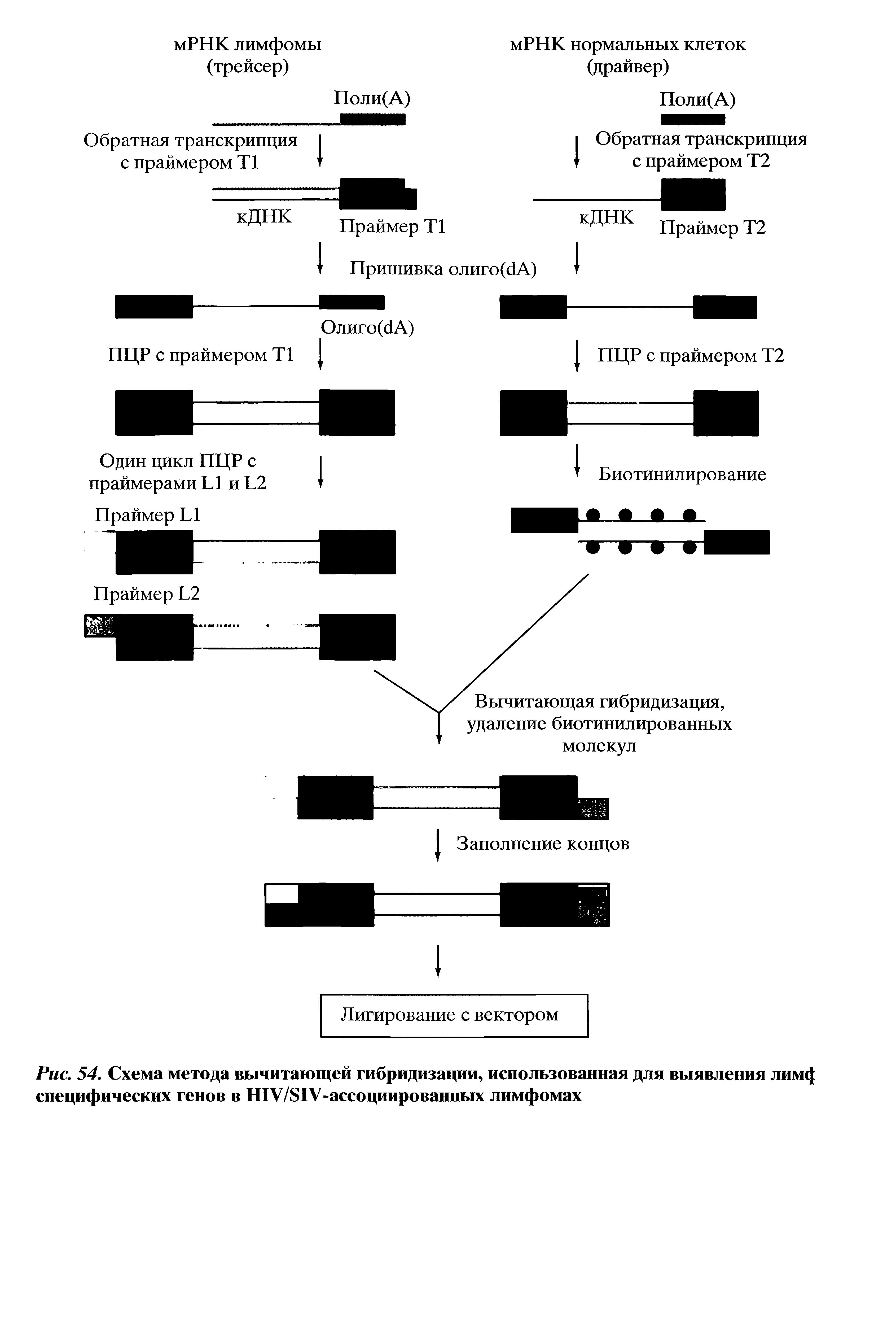 Рис. 54. Схема метода вычитающей гибридизации, использованная для выявления лим специфических генов в Н1У/81У-ассоциированных лимфомах...