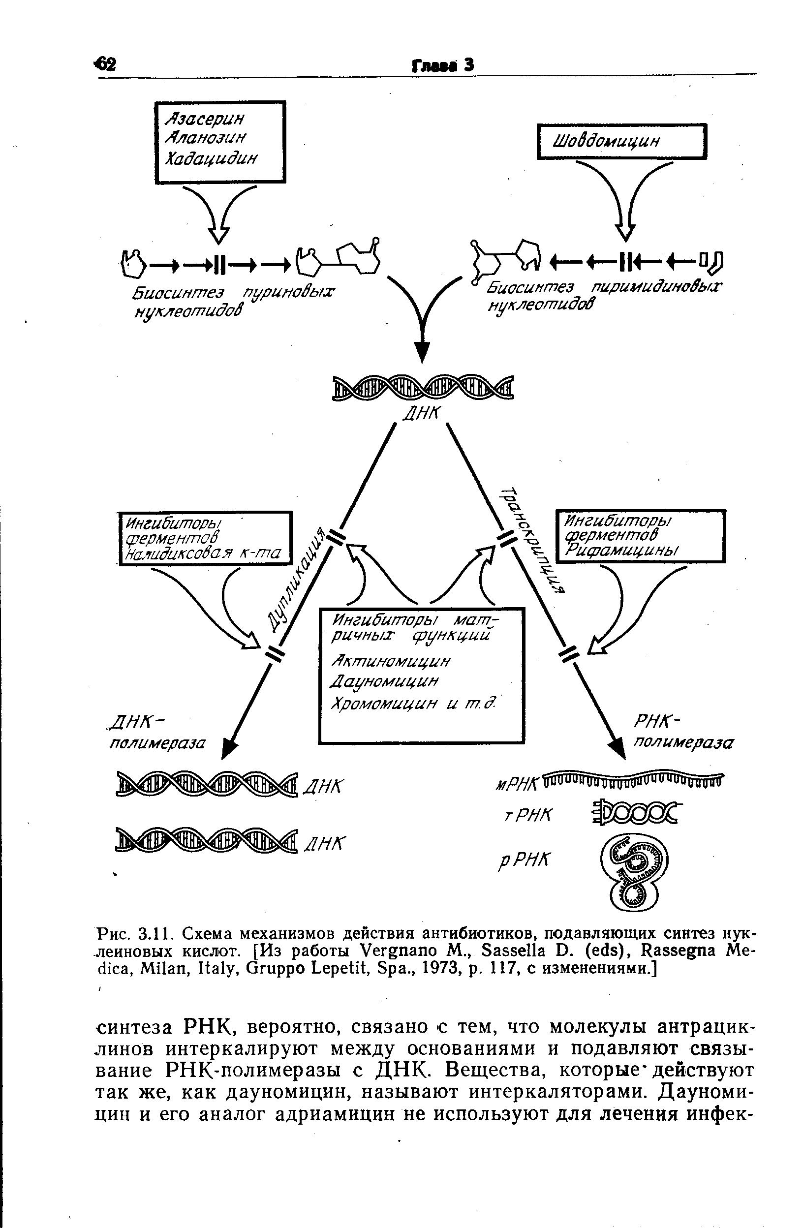 Рис. 3.11. Схема механизмов действия антибиотиков, подавляющих синтез нуклеиновых кислот. [Из работы V М., S D. ( ), R M , M , I , G L , S ., 1973, . 117, с изменениями.]...