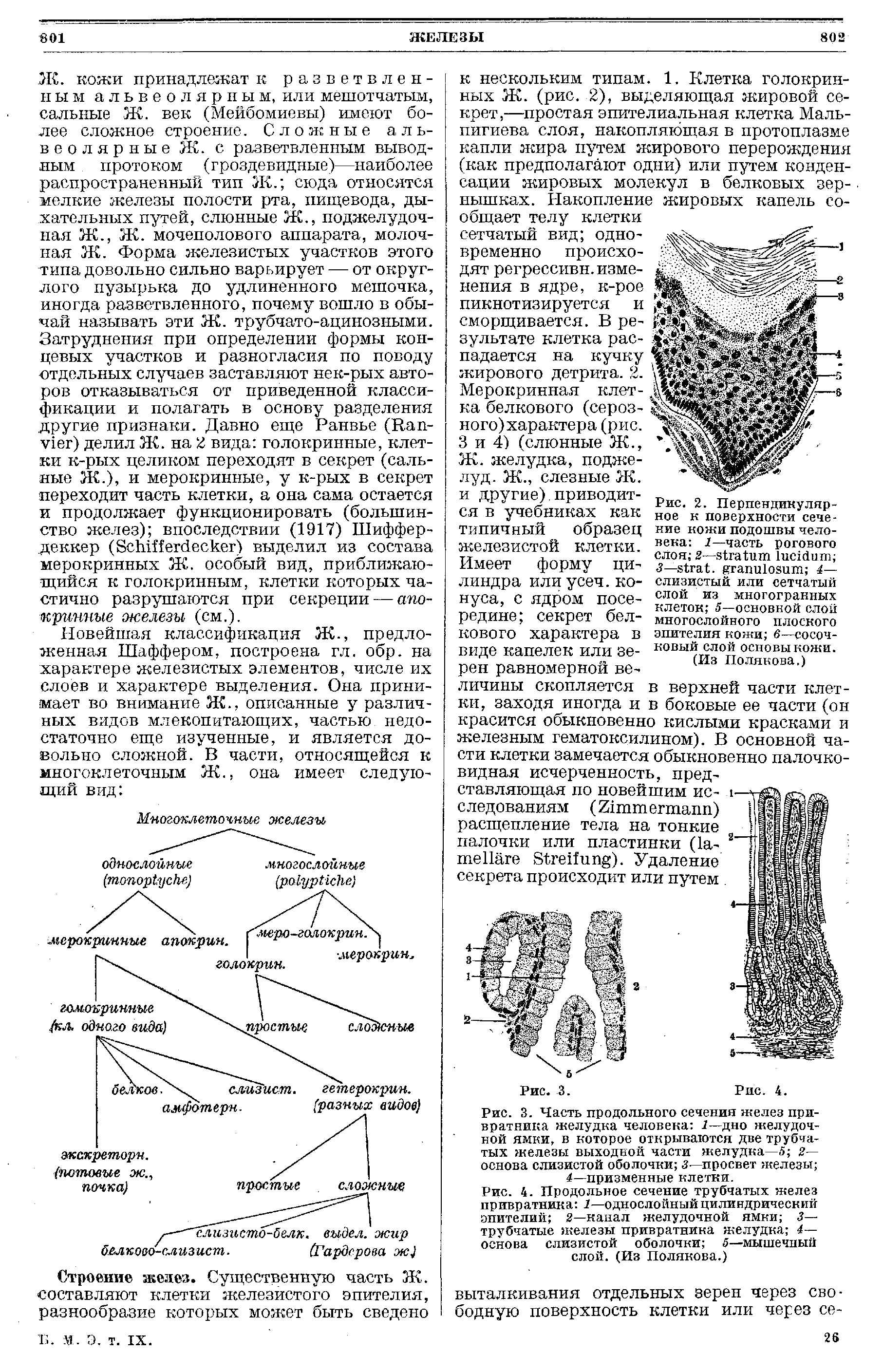 Рис. 2. Перпендикулярное к поверхности сечение кожи подошвы человека 1— часть рогового слоя 2— 3— . — слизистый или сетчатый слой из многогранных клеток 5—основной слой многослойного плоского эпителия кожи 6—сосочковый слой основы кожи.