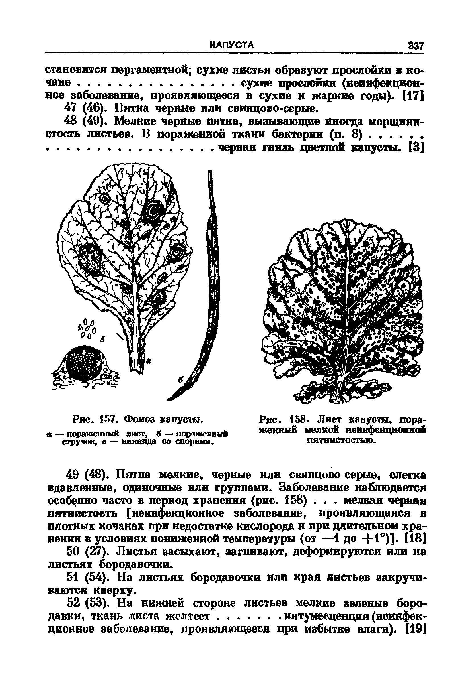 Рис. 158. Лист капусты, пораженный мелкой неинфекционной пятнистостью.