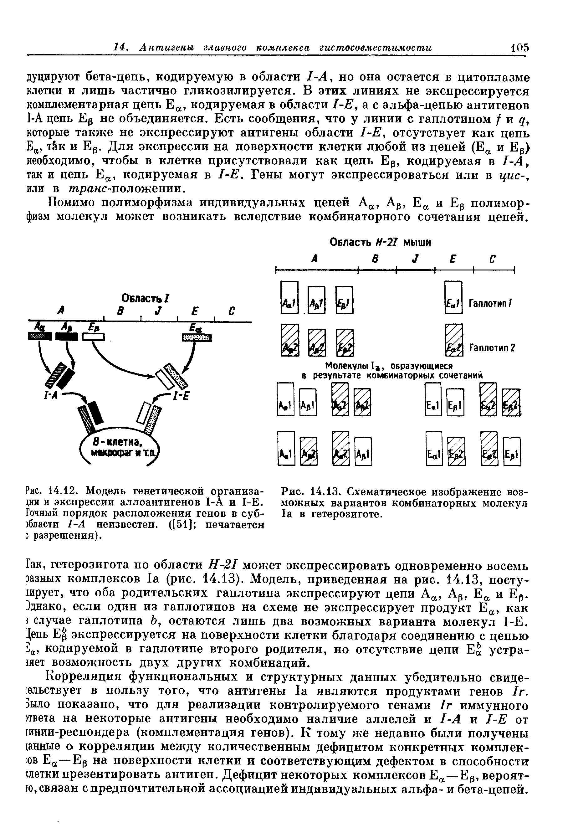 Рис. 14.12. Модель генетической организа- Рис. 14.13. Схематическое изображение воз-1ии и экспрессии аллоантигенов 1-А и 1-Е. можных вариантов комбинаторных молекул (очный порядок расположения генов в суб- 1а в гетерозиготе.