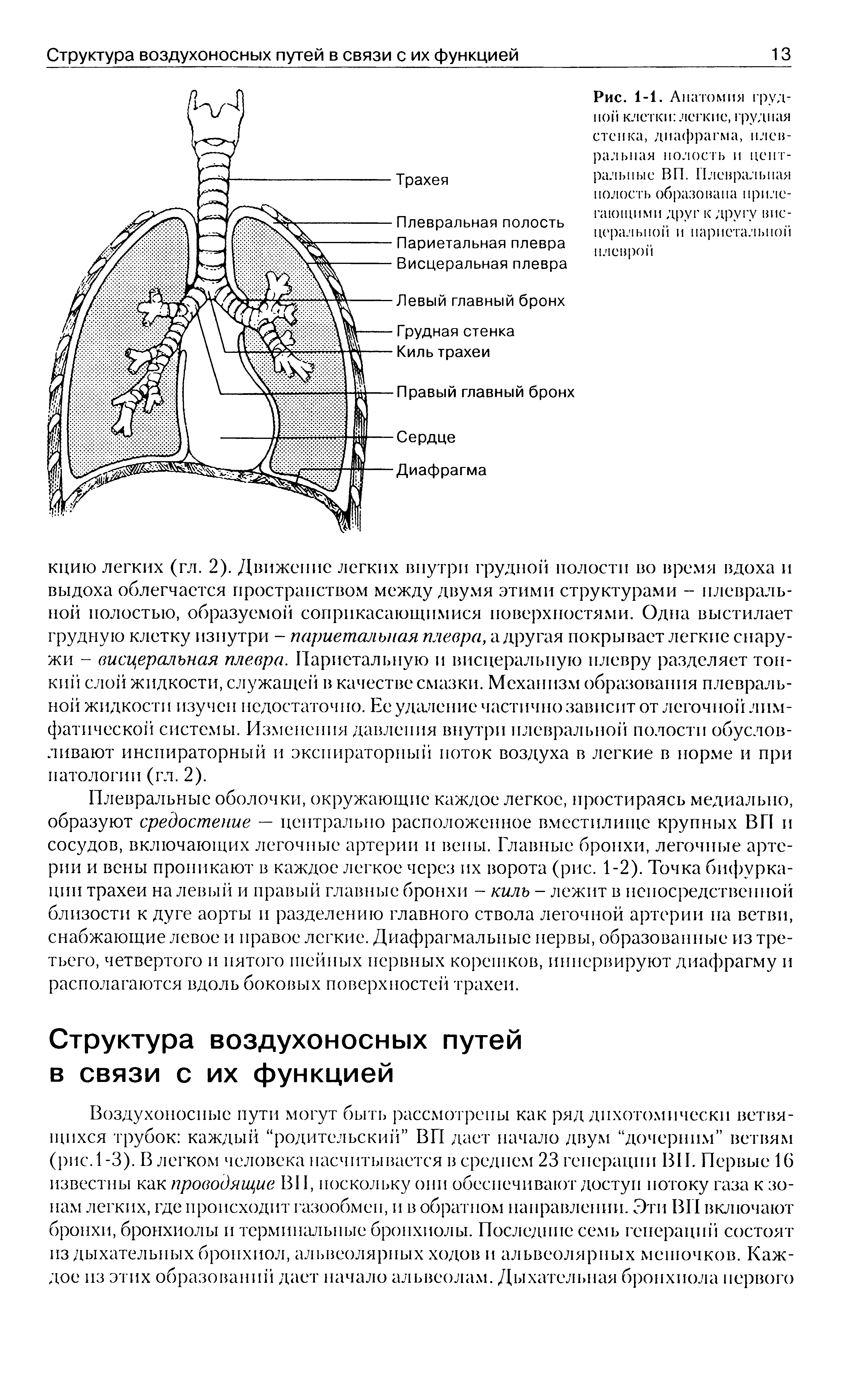 Рис. 1-1. Анатомия грудной клетки легкие, грудная стенка, диафрагма, плевральная полость и центральные ВП. Плевральная полость образована прилегающими друг к другу висцеральной и париетальной плеврой...