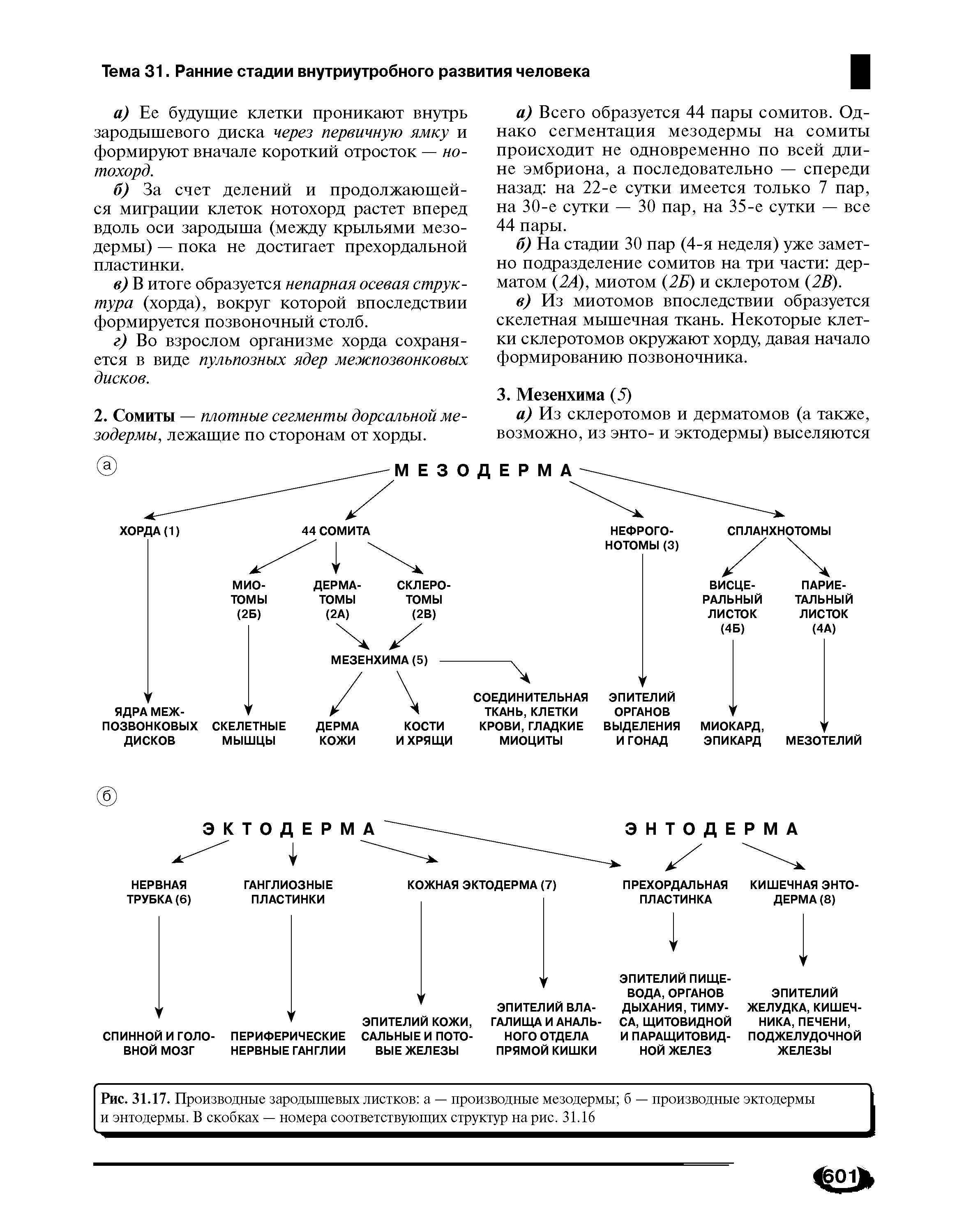 Рис. 31.17. Производные зародышевых листков а — производные мезодермы б — производные эктодермы и энтодермы. В скобках — номера соответствующих структур на рис. 31.16...
