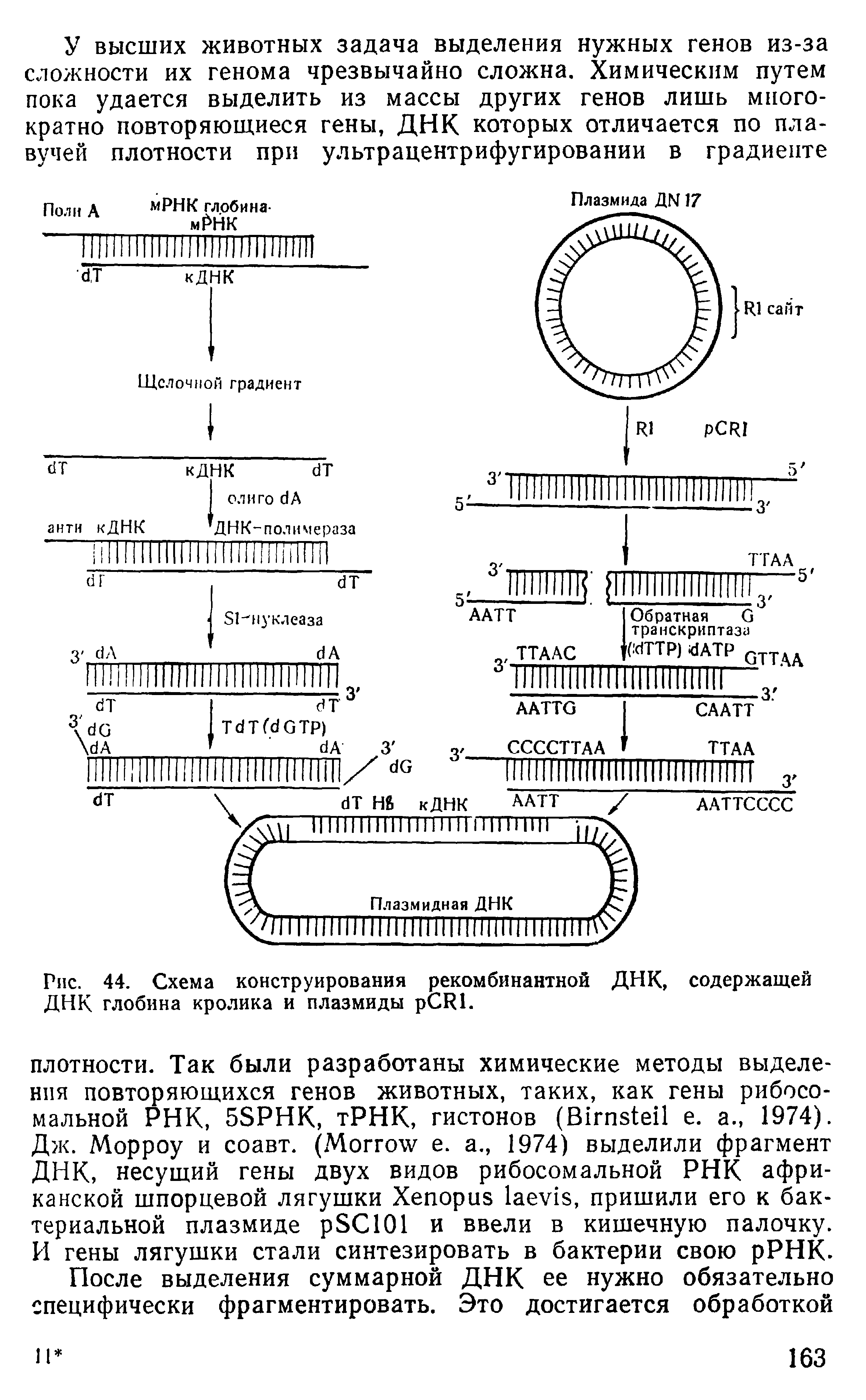 Рис. 44. Схема конструирования рекомбинантной ДНК, содержащей ДНК глобина кролика и плазмиды рСИ1.