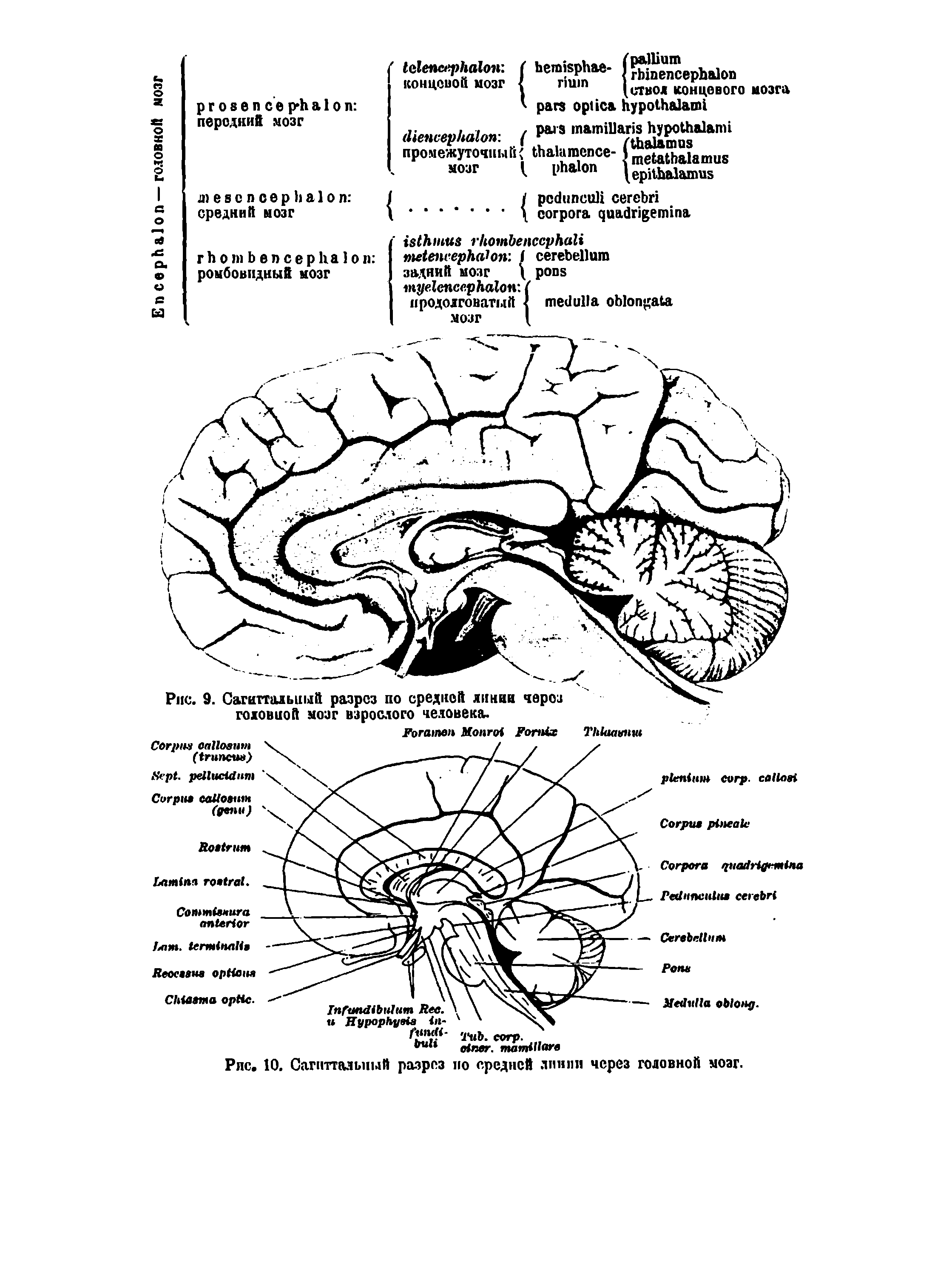 Рис. 9. Сагиттальный разрез по средней линии через головиой мозг взрослого человека.
