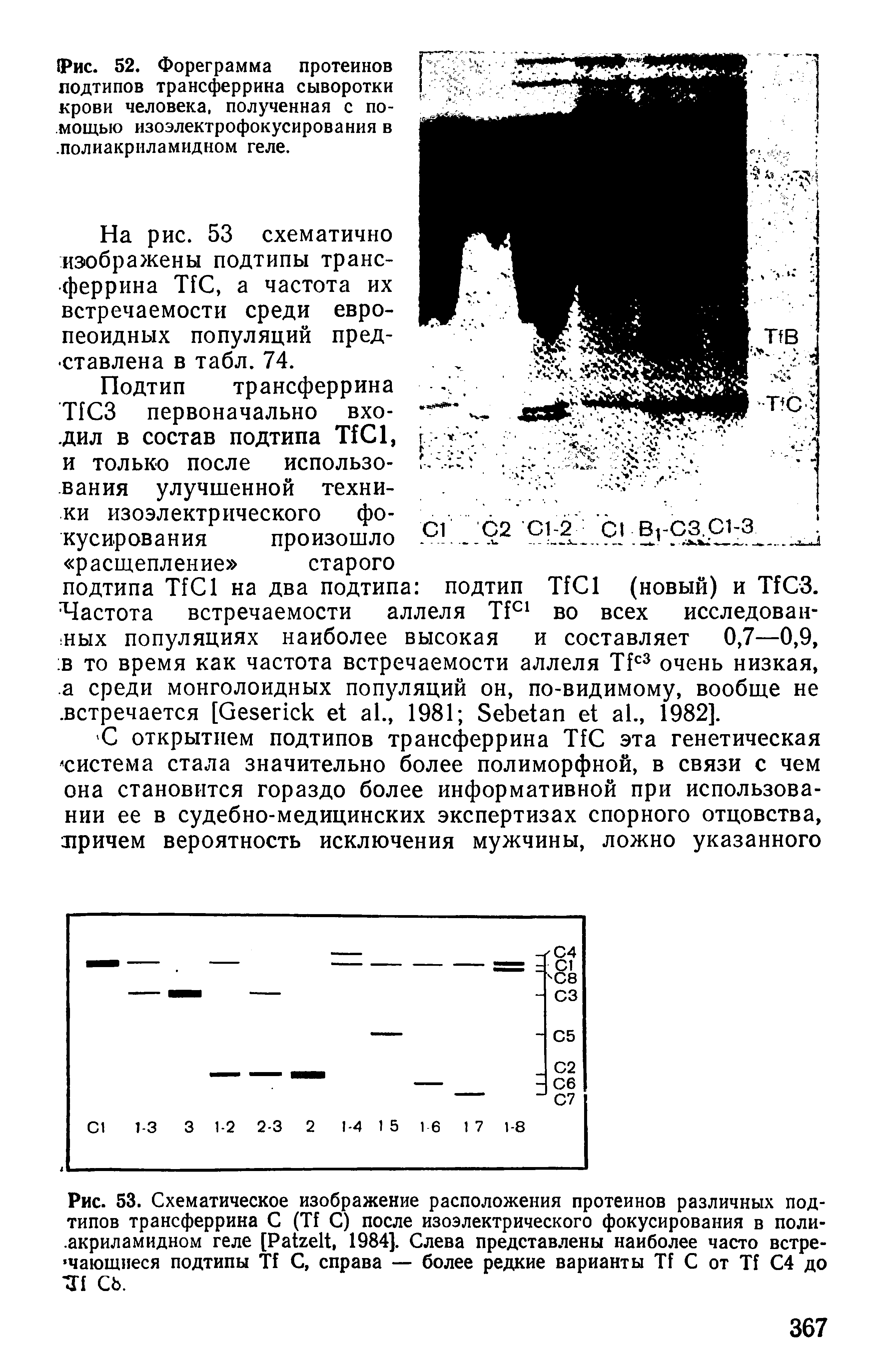 Рис. 53. Схематическое изображение расположения протеинов различных подтипов трансферрина С (Т1 С) после изоэлектрического фокусирования в поли-.акриламидном геле [Ра1ге1к 1984]. Слева представлены наиболее часто встречающиеся подтипы П С, справа — более редкие варианты И С от ТГ С4 до 34 СЪ.