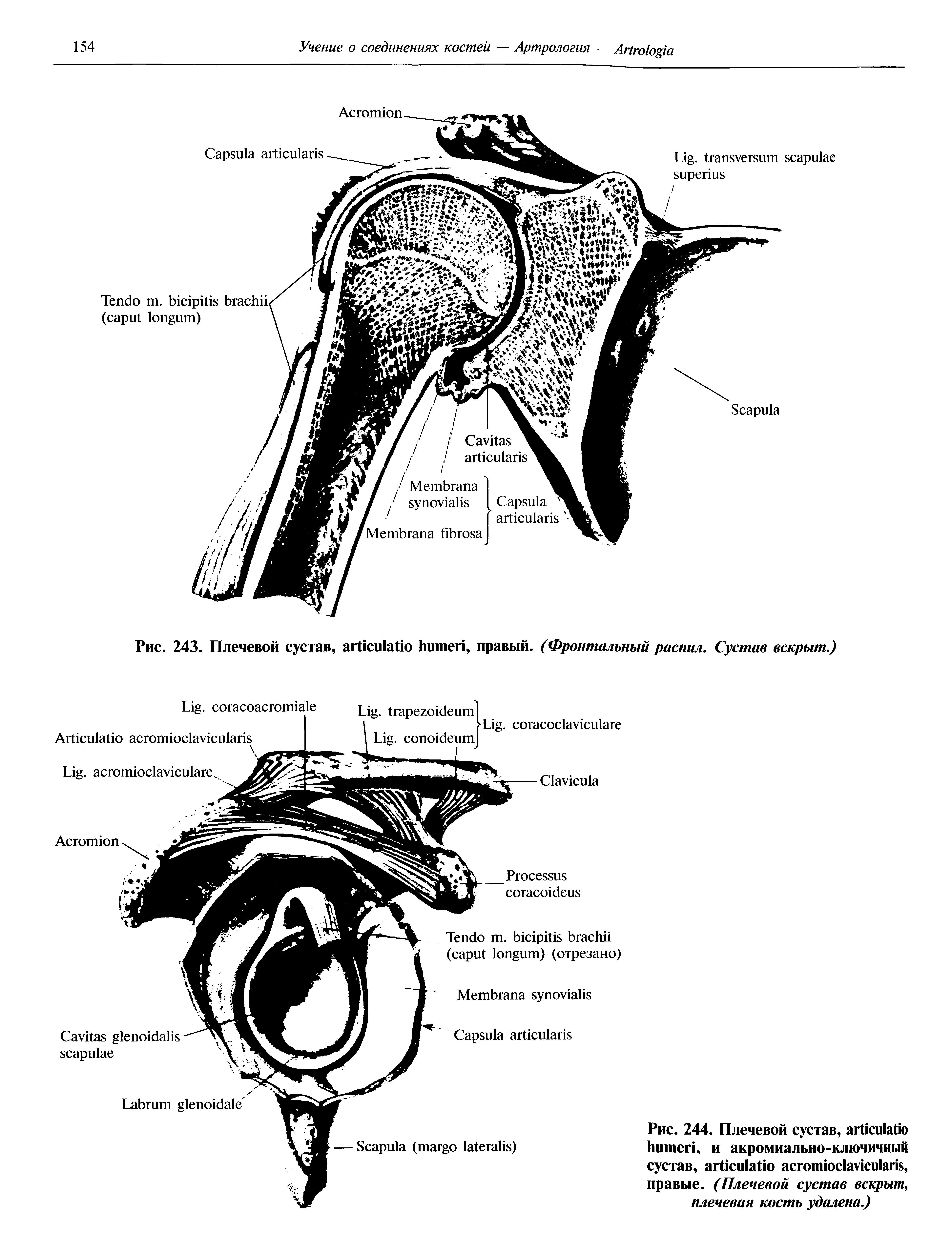 Рис. 244. Плечевой сустав, , и акромиально-ключичный сустав, , правые. (Плечевой сустав вскрыт, плечевая кость удалена.)...