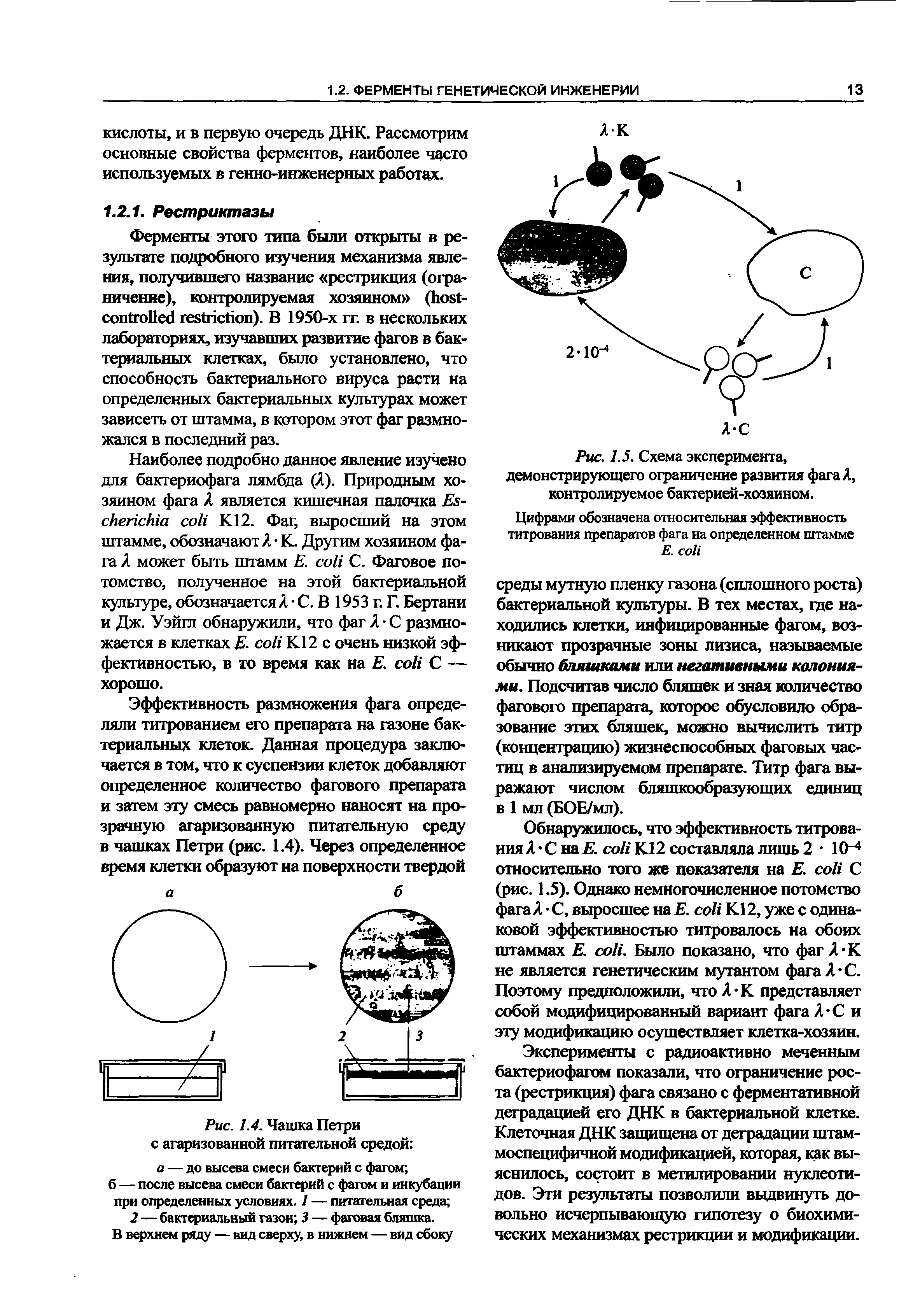 Рис. 1.5. Схема эксперимента, демонстрирующего ограничение развития фага Л, контролируемое бактерией-хозяином.