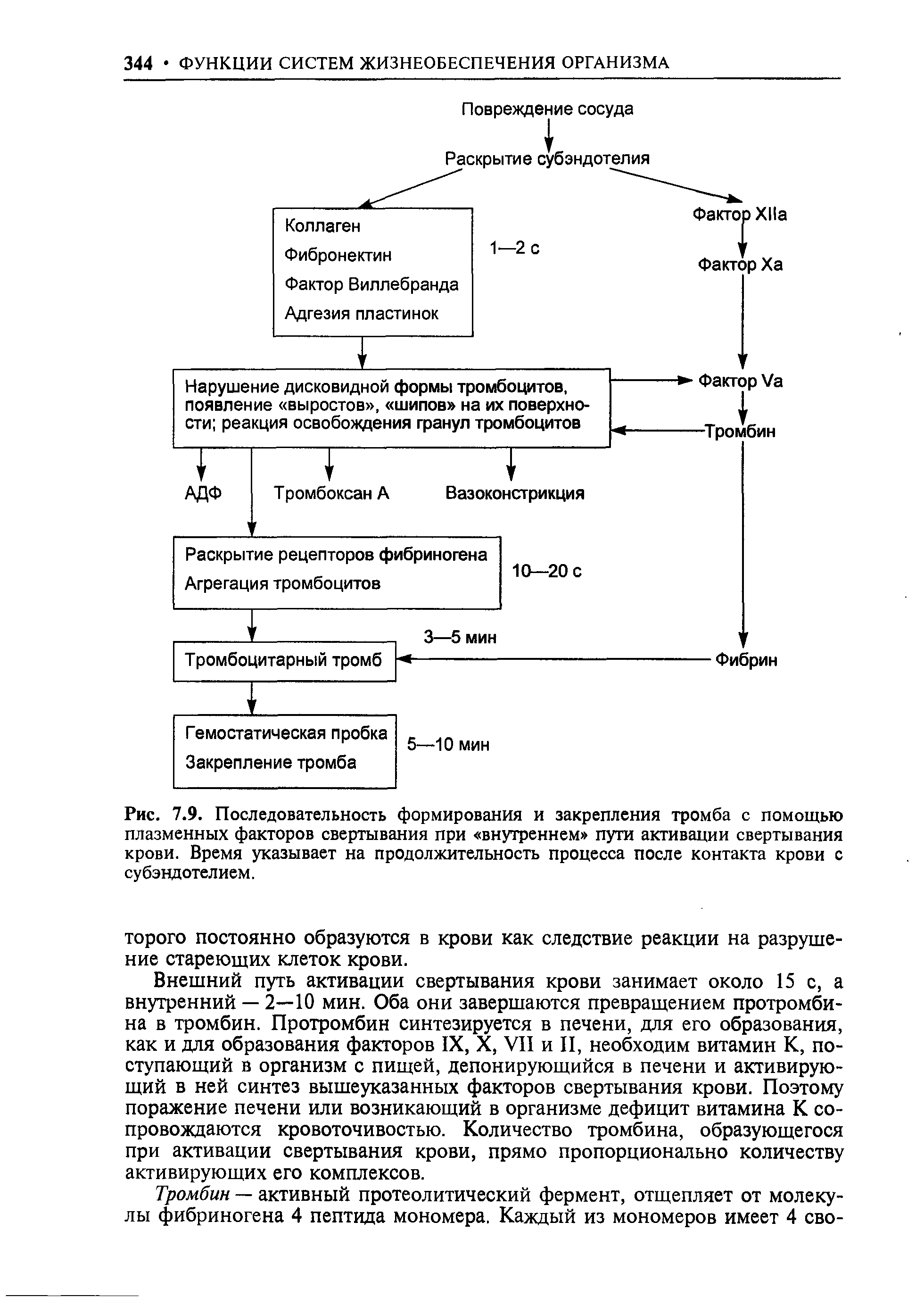 Рис. 7.9. Последовательность формирования и закрепления тромба с помощью плазменных факторов свертывания при внутреннем пути активации свертывания крови. Время указывает на продолжительность процесса после контакта крови с субэндотелием.
