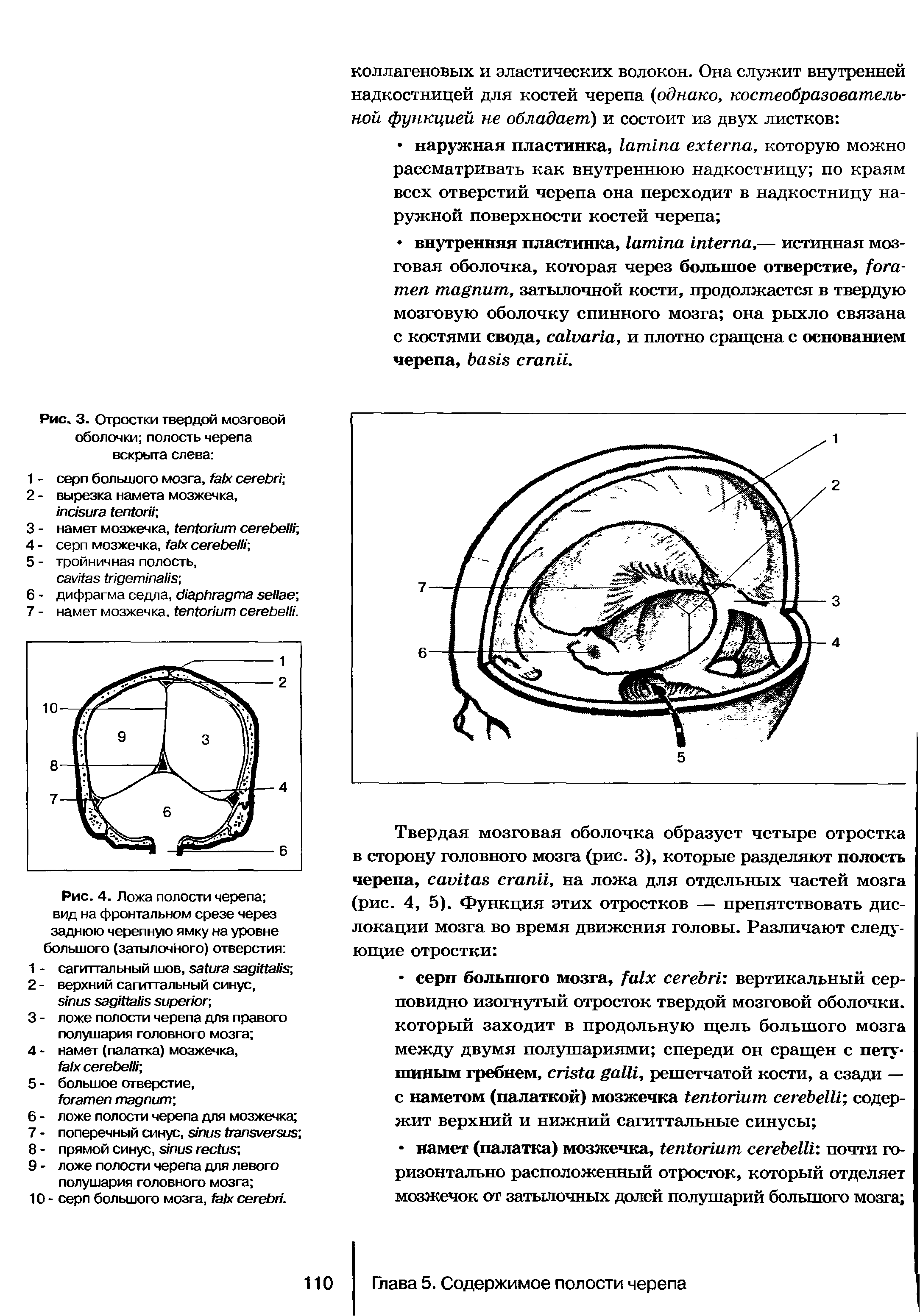 Рис. 3. Отростки твердой мозговой оболочки полость черепа вскрыта слева ...