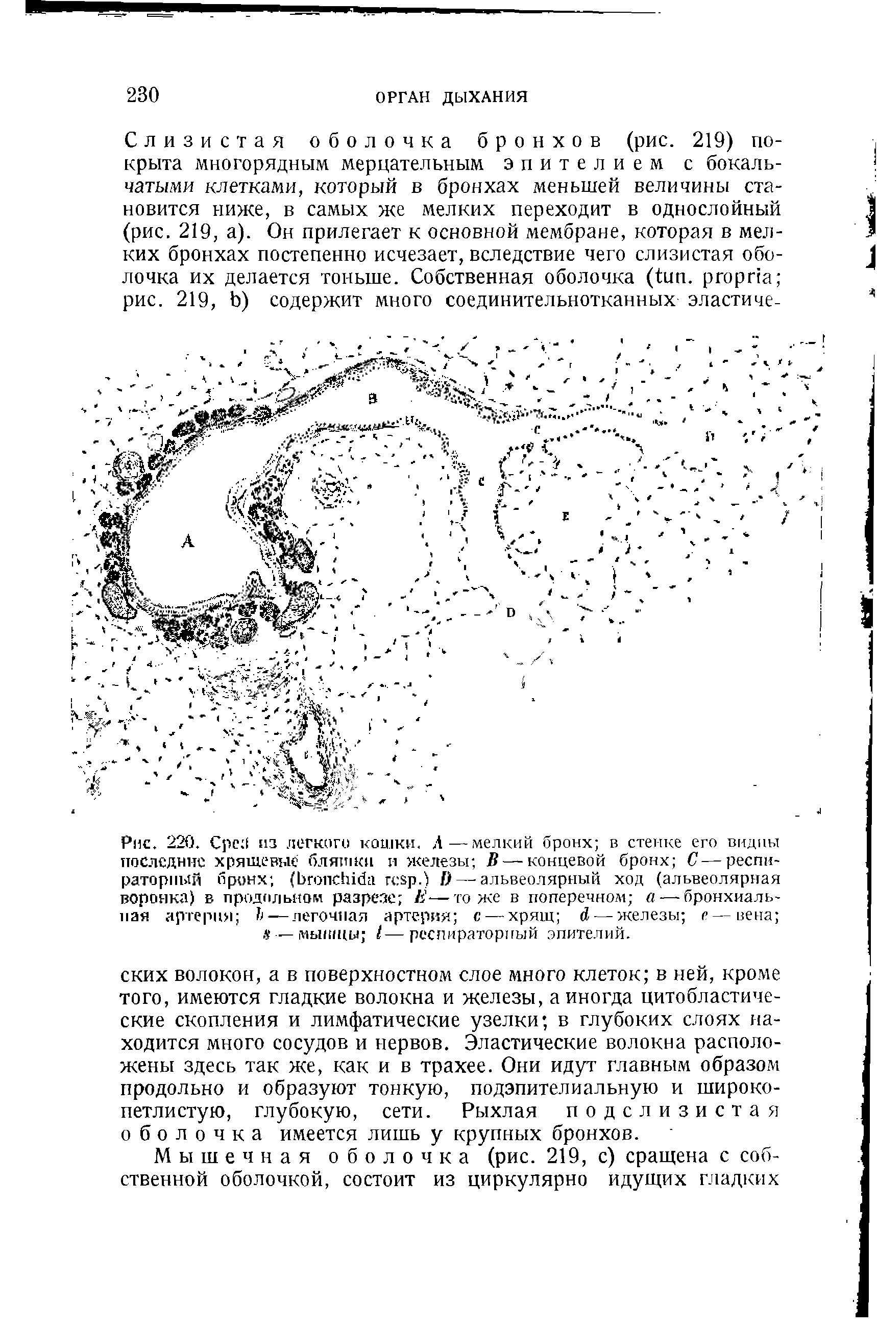 Рис. 220. Сре из легкого кошки. Л—мелкий бронх в стенке его видны последние хрящевые бляшки и железы В — концевой бронх С—респираторный бронх (ЬгопсЫба гсвр.) ) — альвеолярный ход (альвеолярная воронка) в продольном разрезе Е—тоже в поперечнол а — бронхиальная артерия Ъ-—легочная артерия с — хрящ А— железы е—вена ...