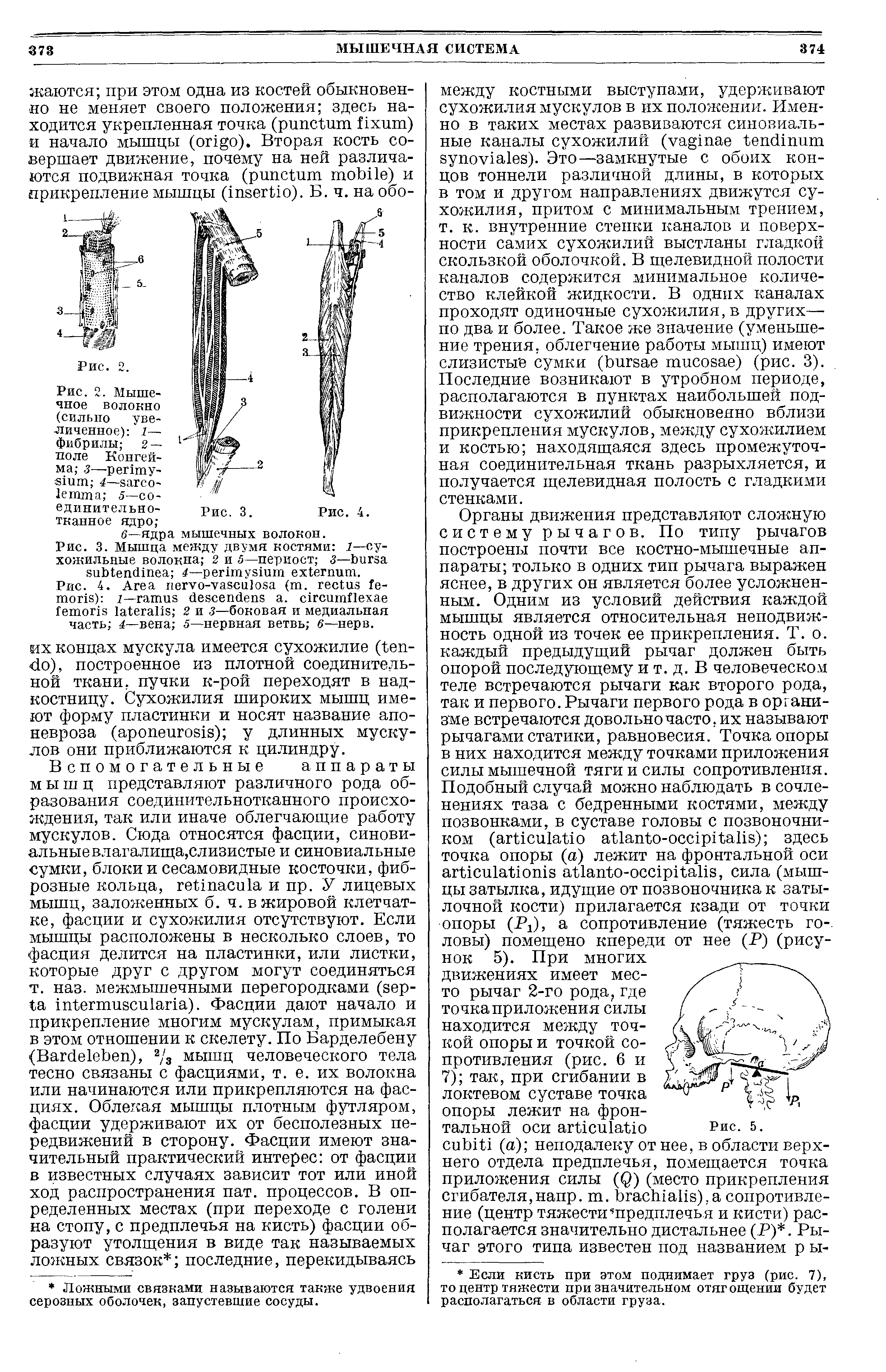 Рис. 2. Мышечное волокно (сильно увеличенное) 1— фибр ИЛЫ 2 — поле Конгей-ма,- з— - 4— - 5—соединительнотканное ядро ...