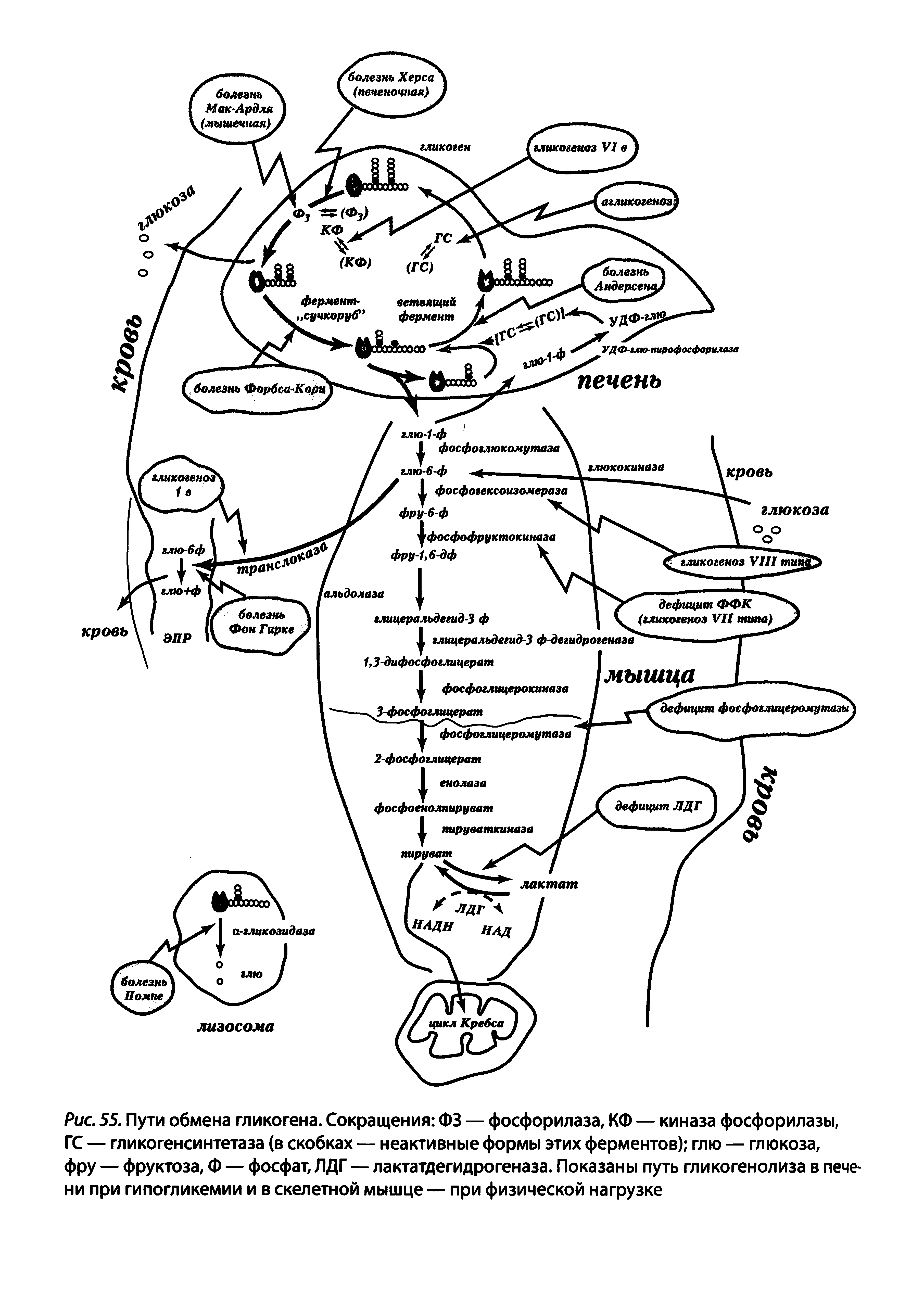 Рис. 55. Пути обмена гликогена. Сокращения ФЗ — фосфорилаза, КФ — киназа фосфорилазы, ГС — гликогенсинтетаза (в скобках — неактивные формы этих ферментов) глю — глюкоза, фру — фруктоза, Ф — фосфат, ЛДГ — лактатдегидрогеназа. Показаны путь гликогенолиза в печени при гипогликемии и в скелетной мышце — при физической нагрузке...