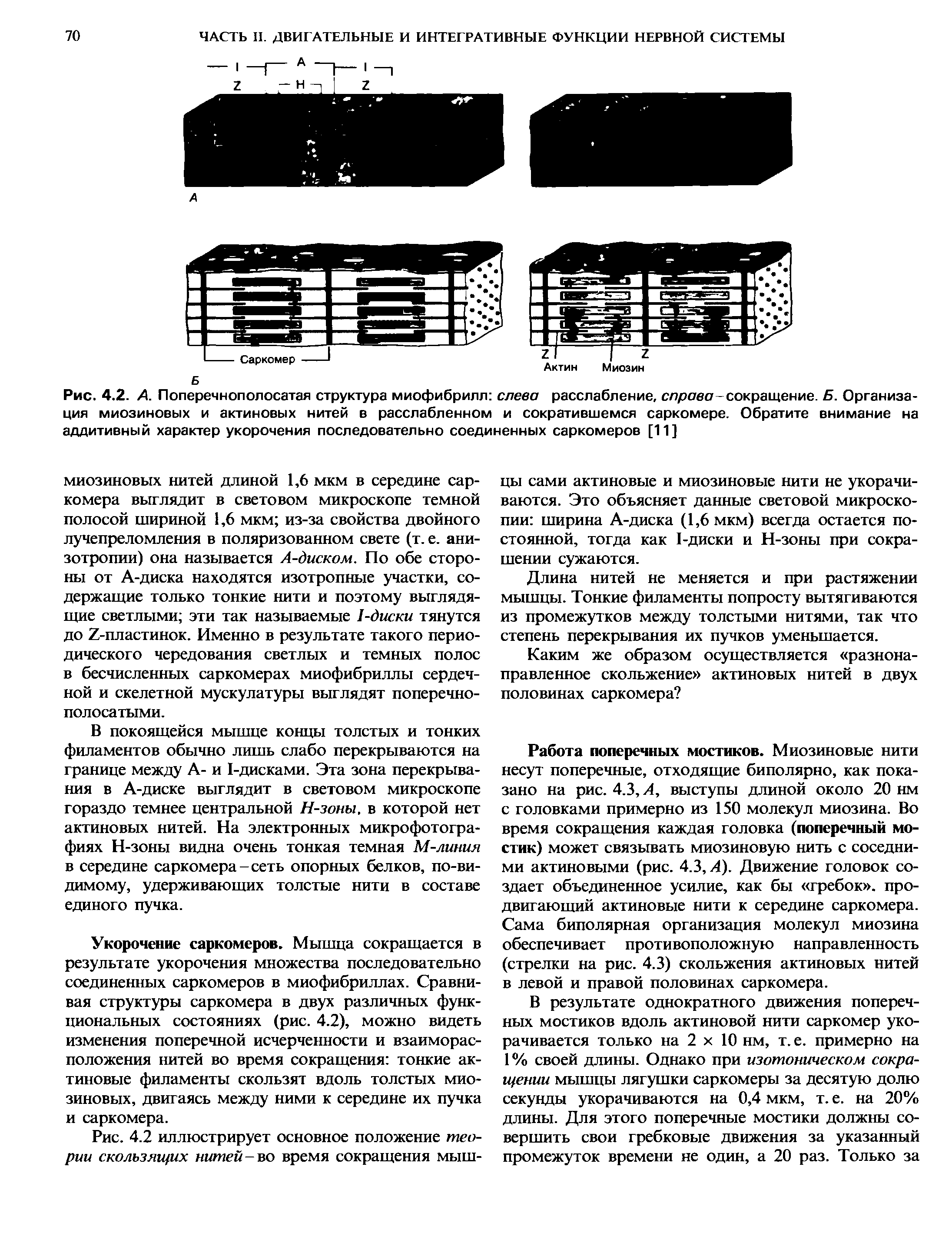 Рис. 4.2. А. Поперечнополосатая структура миофибрилл слева расслабление, слроео сокращение. Б. Организация миозиновых и актиновых нитей в расслабленном и сократившемся саркомере. Обратите внимание на аддитивный характер укорочения последовательно соединенных саркомеров [11]...