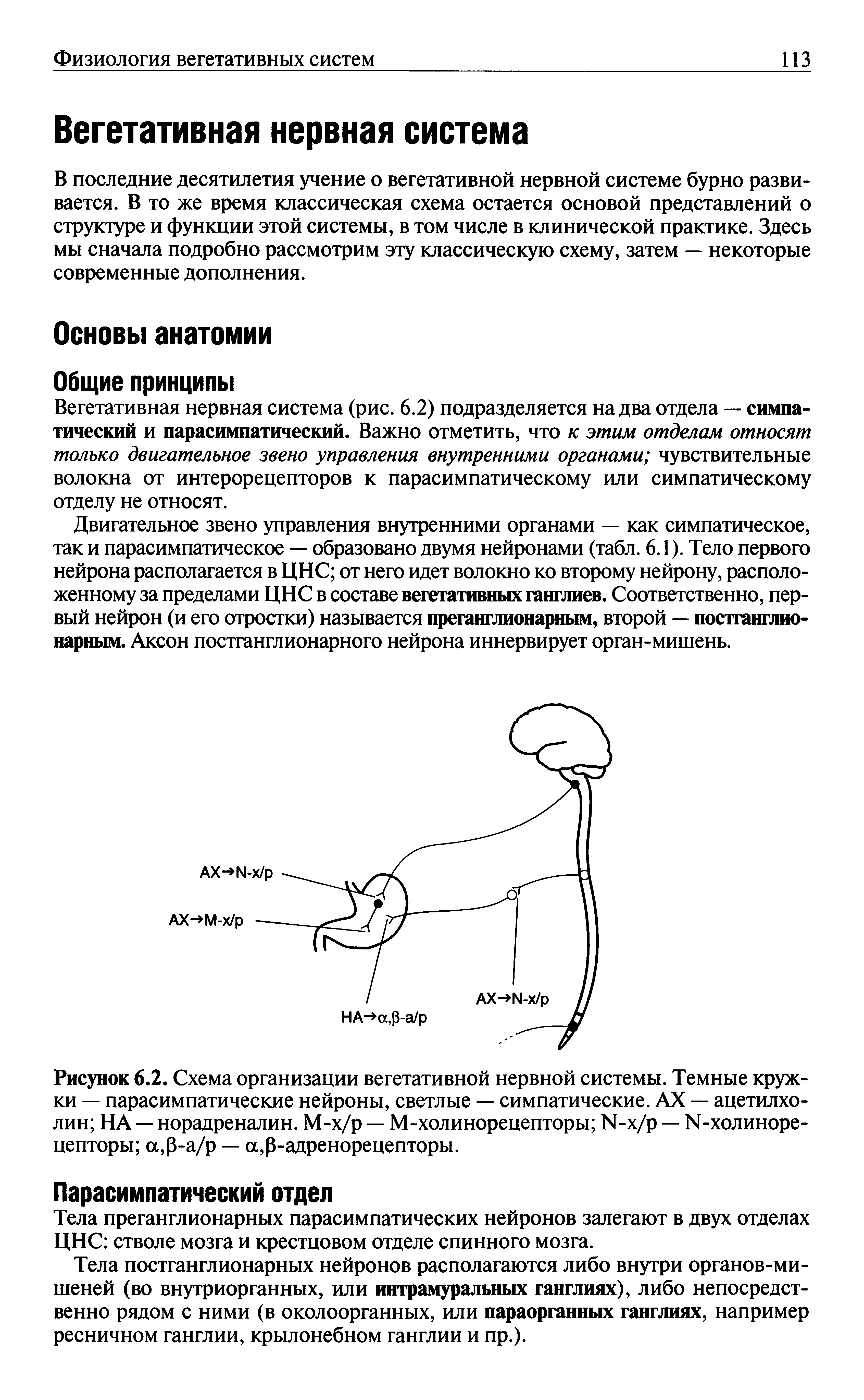 Рисунок 6.2. Схема организации вегетативной нервной системы. Темные кружки — парасимпатические нейроны, светлые — симпатические. АХ — ацетилхолин НА — норадреналин. М-х/р — М-холинорецепторы Ы-х/р — 1Ч-холиноре-цепторы а,0-а/р — а,0-адренорецепторы.