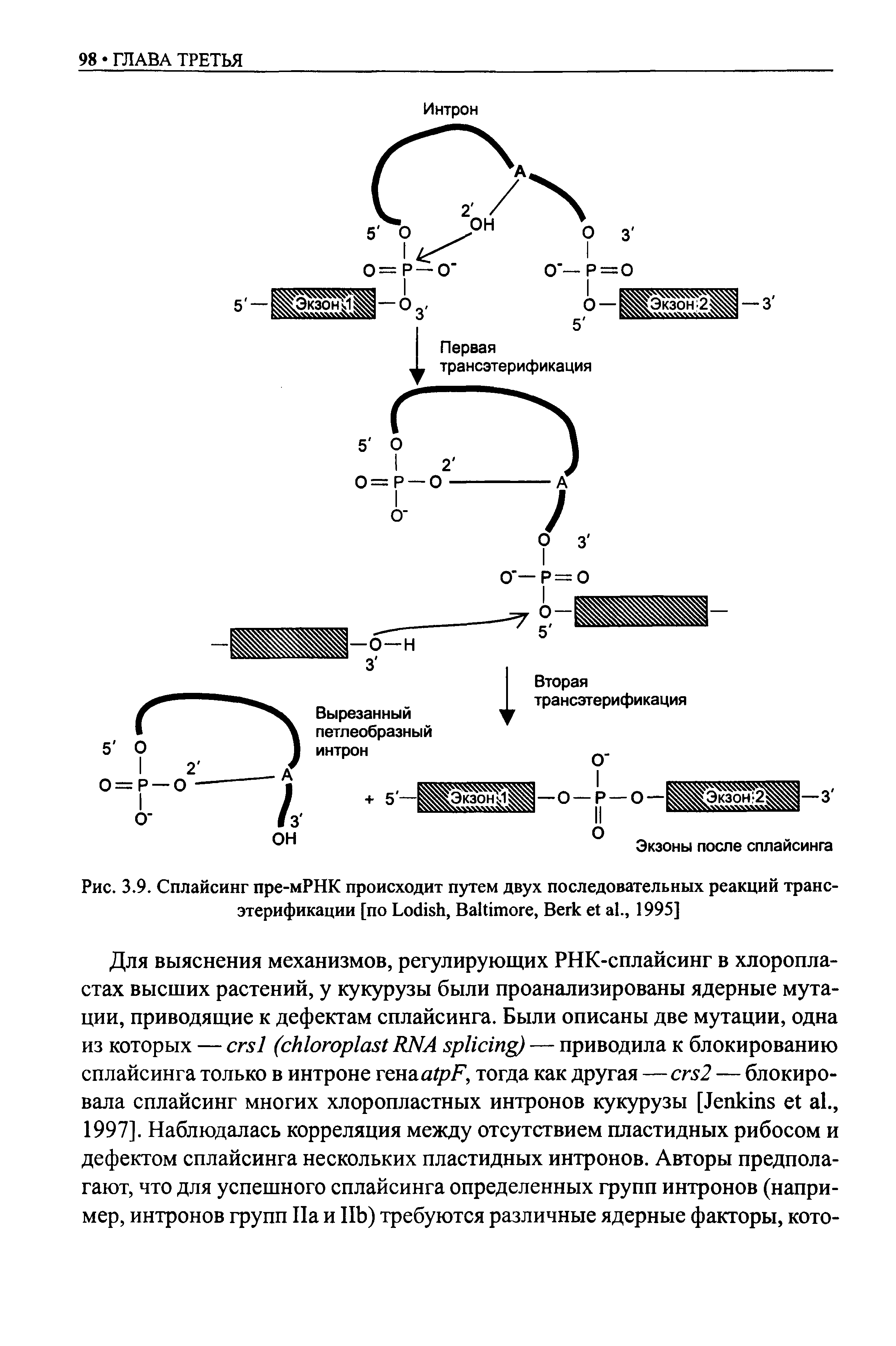 Рис. 3.9. Сплайсинг пре-мРНК происходит путем двух последовательных реакций трансэтерификации [по L , B , B ., 1995]...