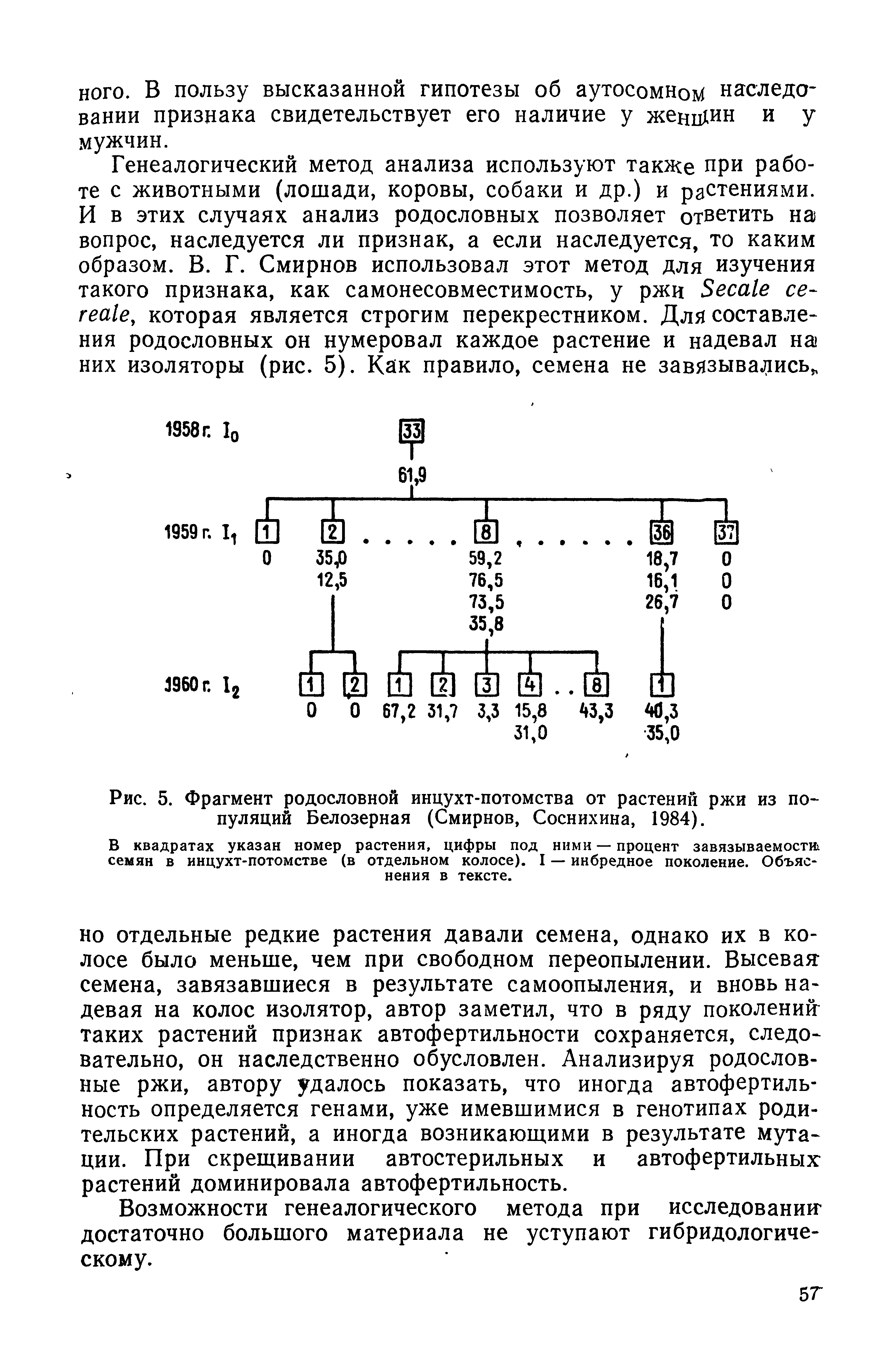 Рис. 5. Фрагмент родословной инцухт-потомства от растений ржи из популяций Белозерная (Смирнов, Соснихина, 1984).