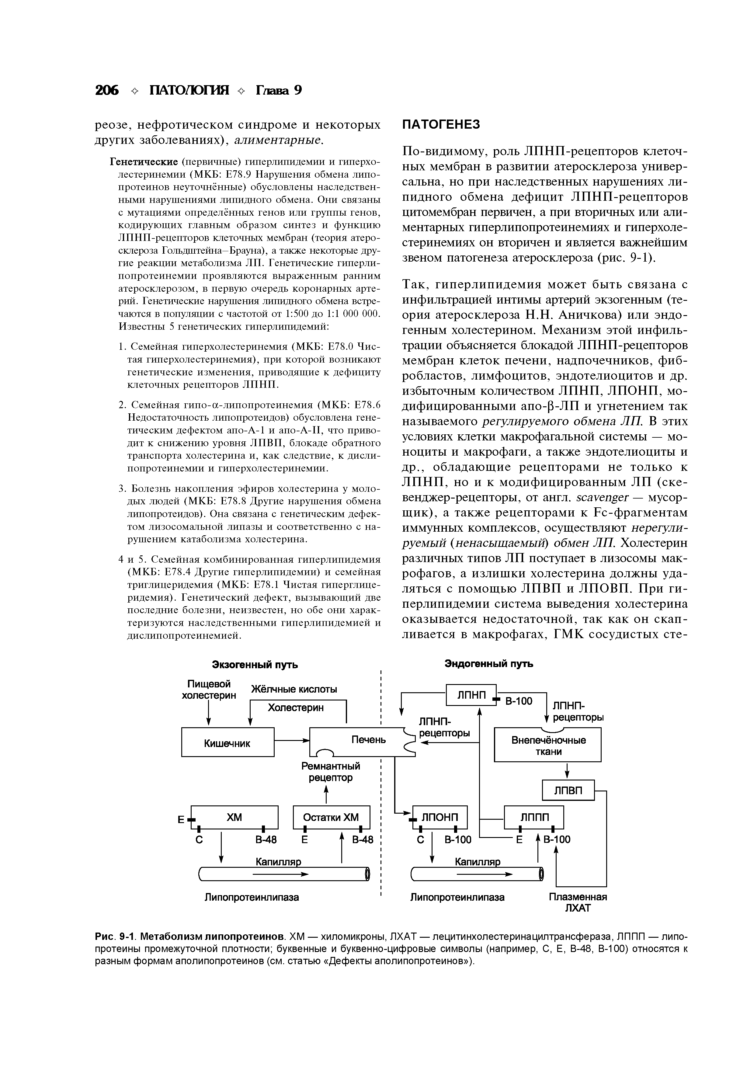Рис. 9-1. Метаболизм липопротеинов. ХМ — хиломикроны, ЛХАТ — лецитинхолестеринацилтрансфераза, ЛППП — липопротеины промежуточной плотности буквенные и буквенно-цифровые символы (например, С, Е, В-48, В-100) относятся к разным формам аполипопротеинов (см. статью Дефекты аполипопротеинов ).