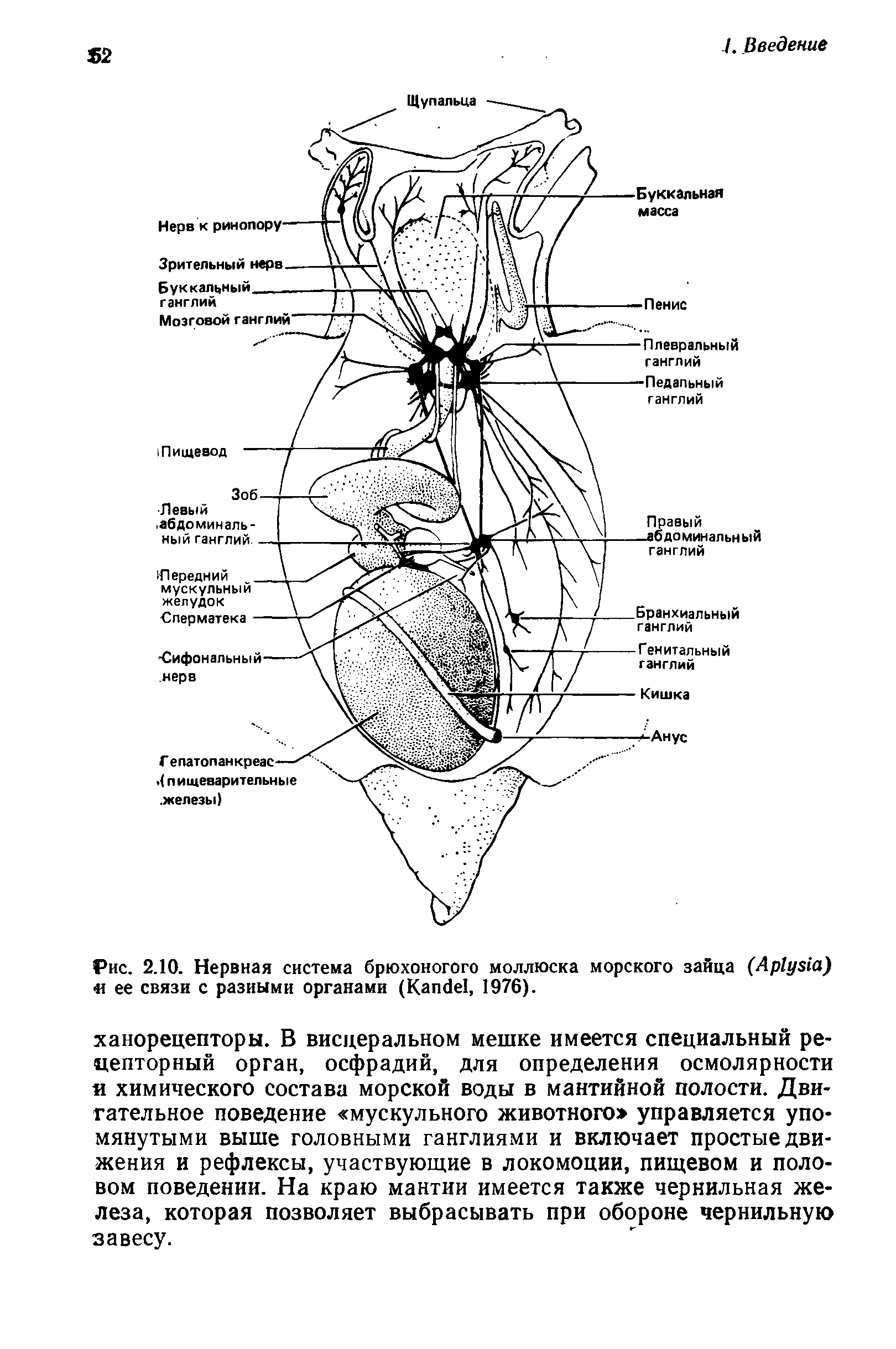 Рис. 2.10. Нервная система брюхоногого моллюска морского зайца (A ) и ее связи с разными органами (K , 1976).