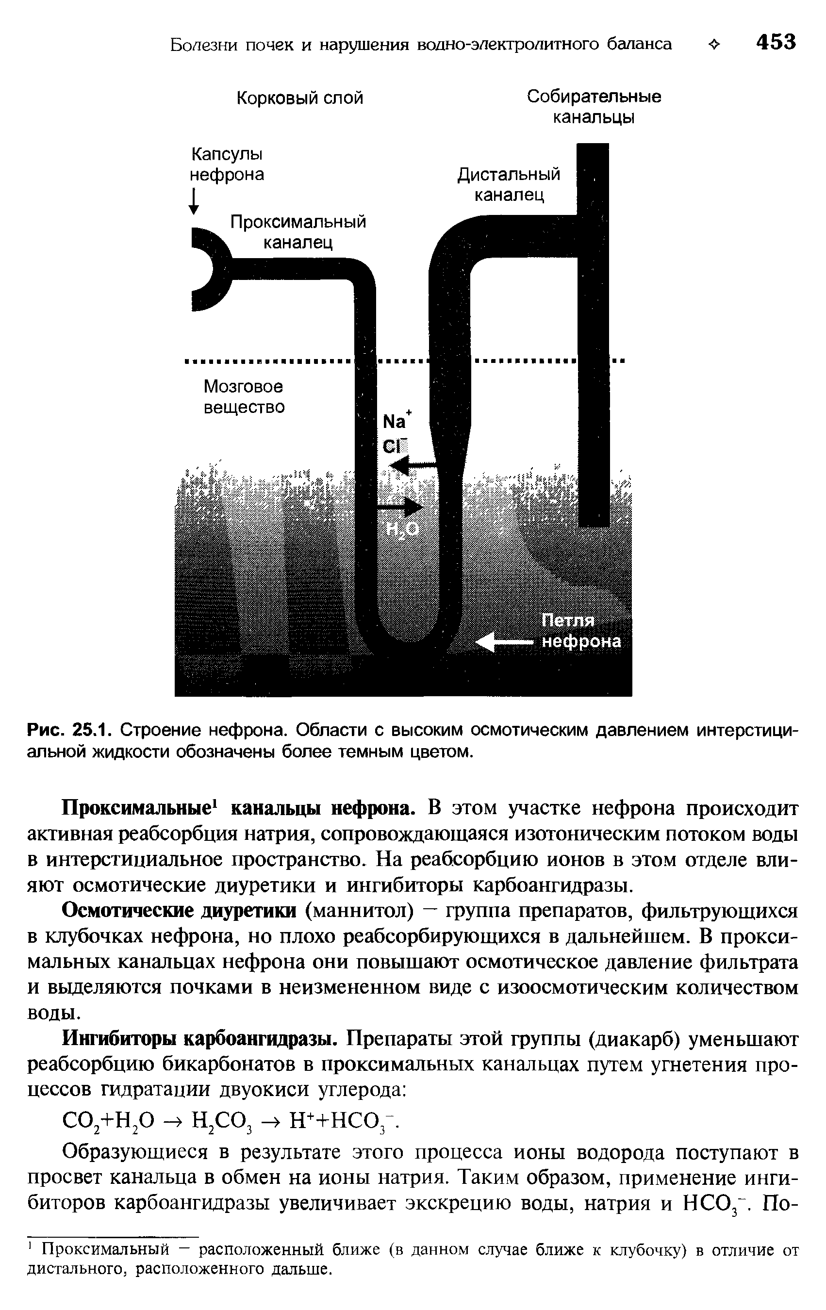 Рис. 25.1. Строение нефрона. Области с высоким осмотическим давлением интерстициальной жидкости обозначены более темным цветом.