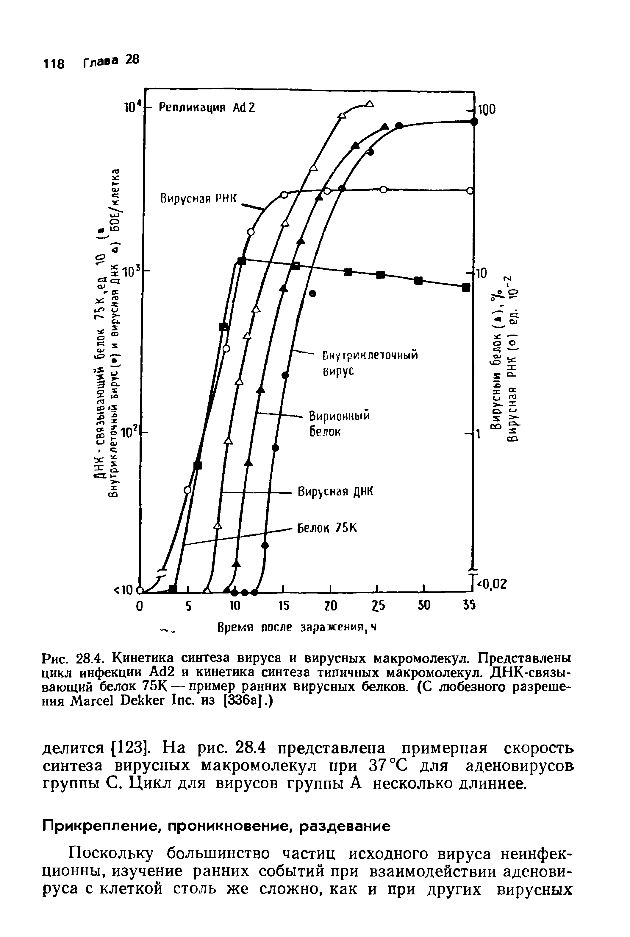 Рис. 28.4. Кинетика синтеза вируса и вирусных макромолекул. Представлены цикл инфекции A 2 и кинетика синтеза типичных макромолекул. ДНК-связы-ваклций белок 75К — пример ранних вирусных белков. (С любезного разрешения M D I . из [336а].)...