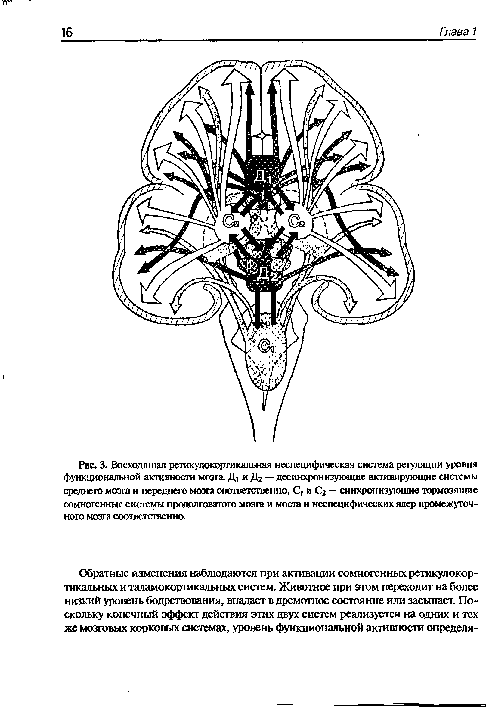 Рис. 3. Восходящая ретикулокоргикальная неспецифическая система регуляции уровня функциональной активности мозга. Д] и Д2 — десинхронизующие активирующие системы среднего мозга и переднего мозга соответственно, С и С2 — синхронизующие тормозящие сомногенные системы продолговатого мозга и моста и неспецифических ядер промежуточного мозга соответственно.