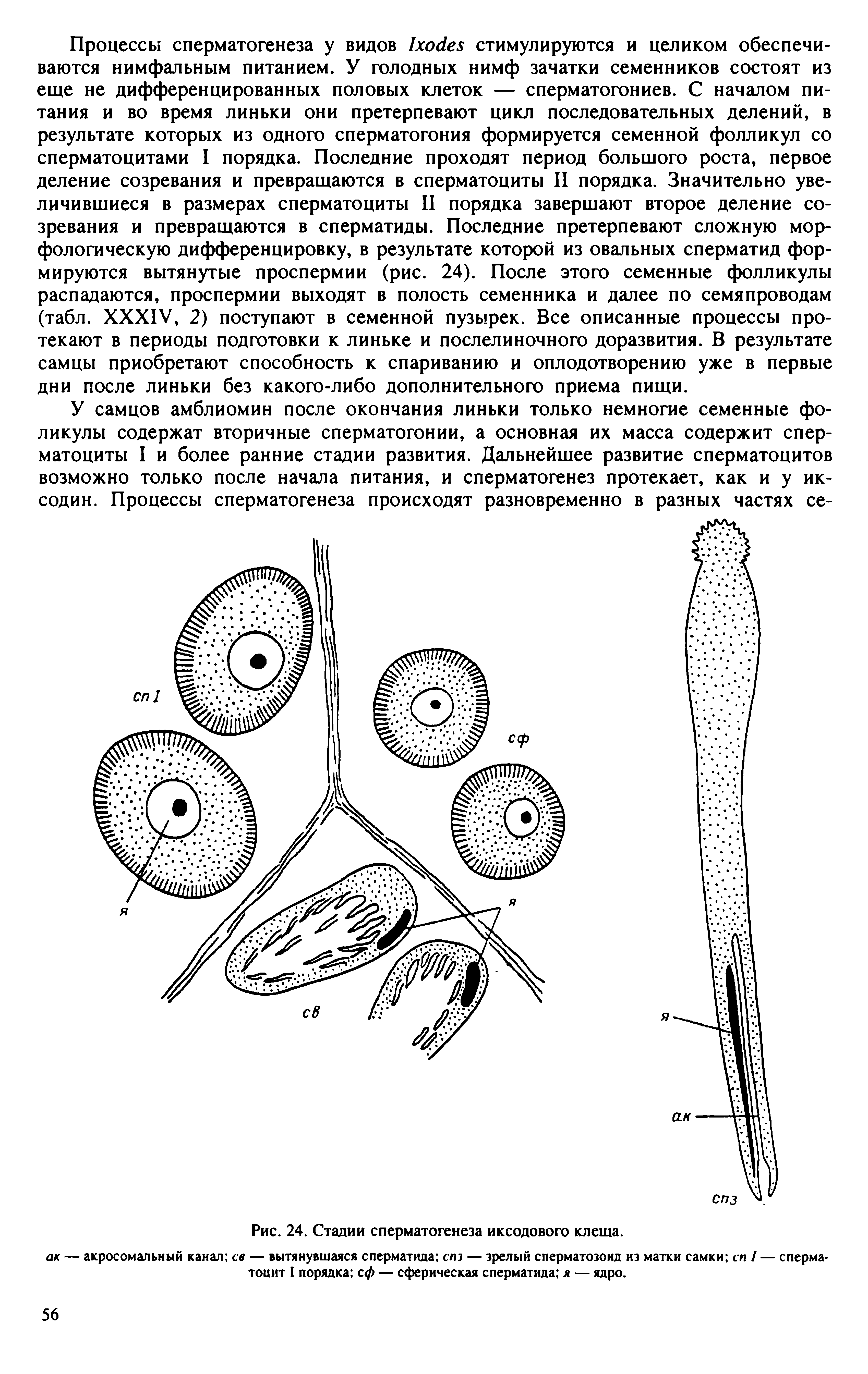 Рис. 24. Стадии сперматогенеза иксодового клеща. ак — акросомальный канал св — вытянувшаяся сперматида спз — зрелый сперматозоид из матки самки сп / — сперматоцит I порядка сф — сферическая сперматида я — ядро.