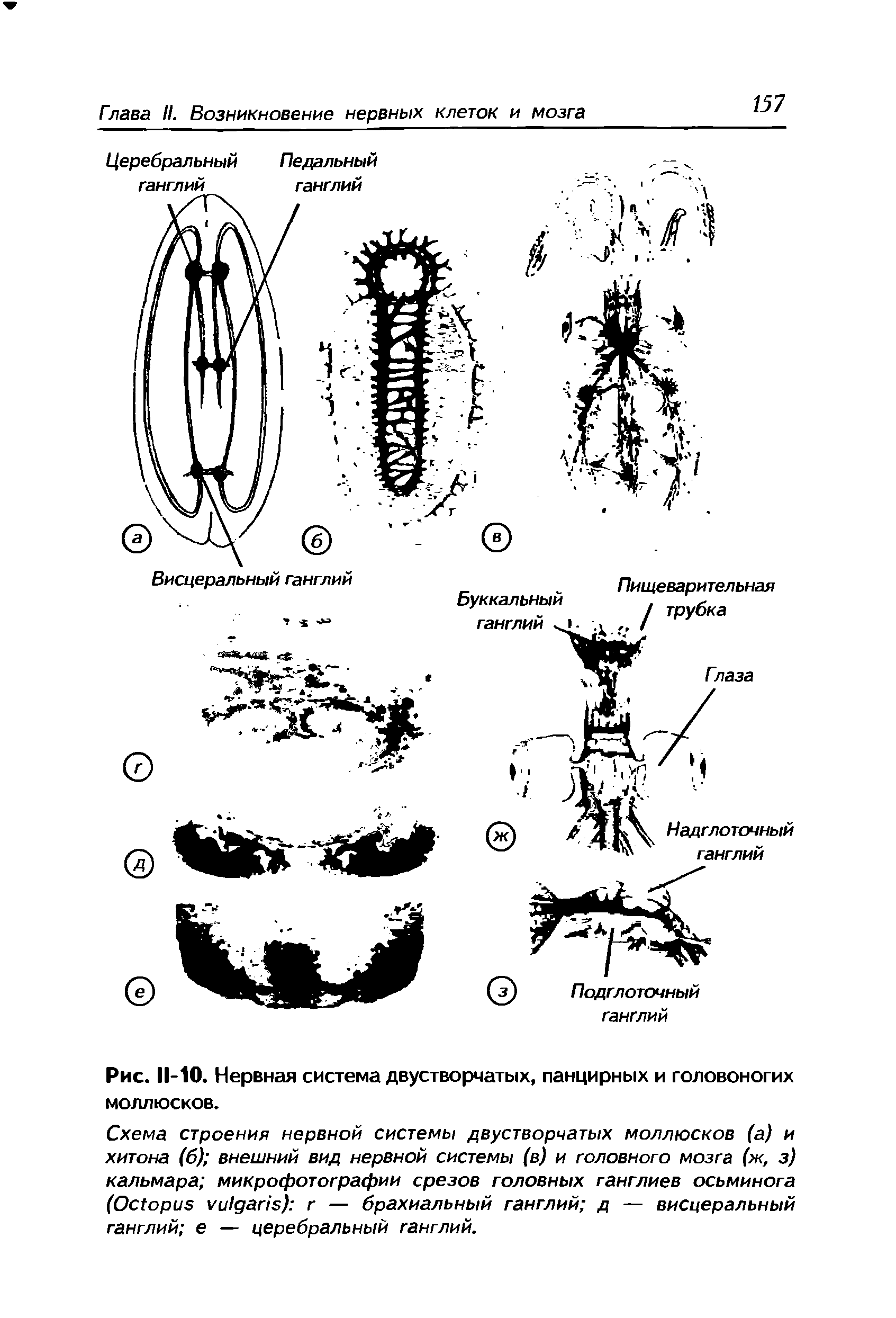 Рис. 11-10. Нервная система двустворчатых, панцирных и головоногих моллюсков.