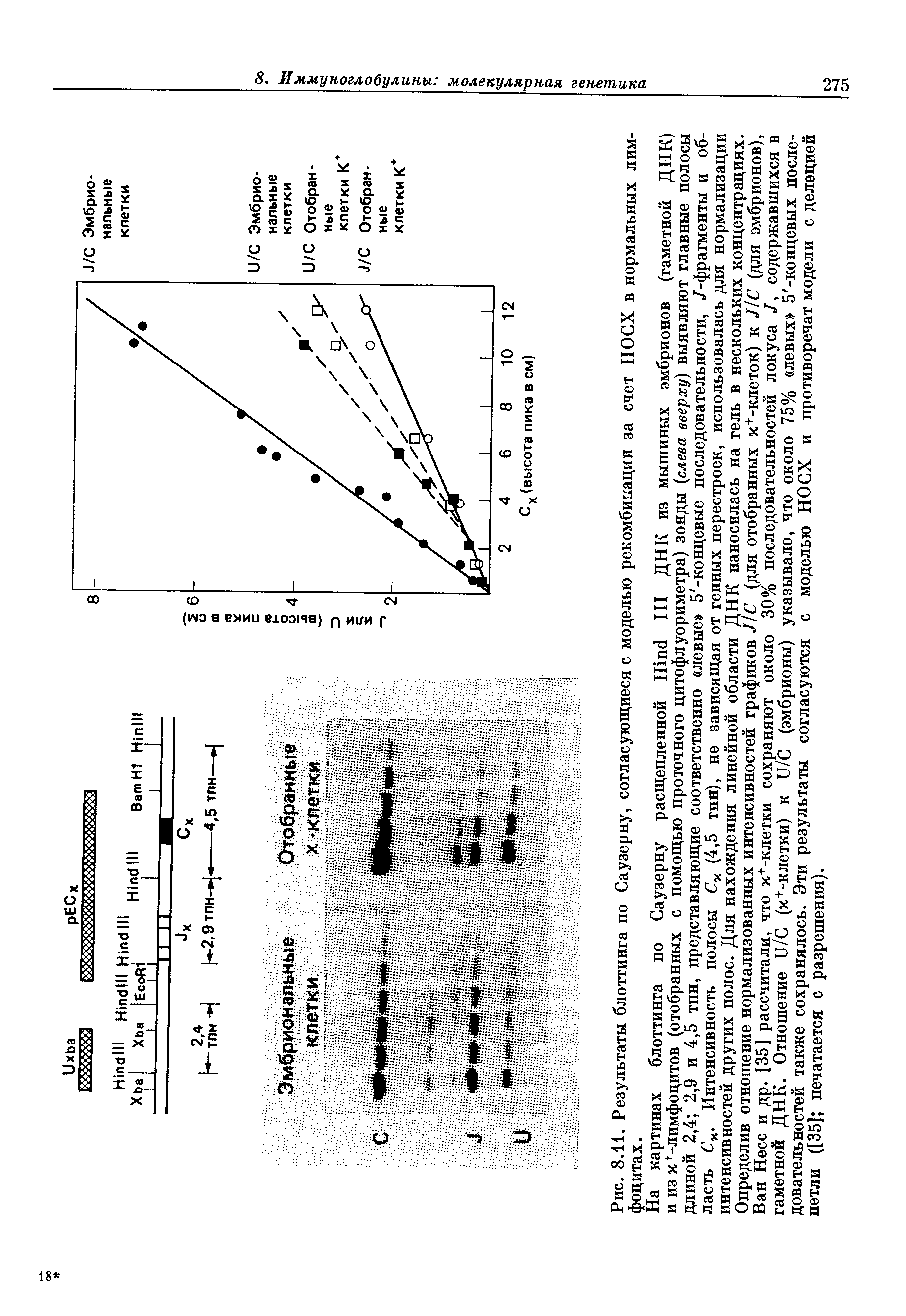 Рис. 8.11. Результаты блоттинга по Саузерну, согласующиеся с моделью рекомбинации за счет НОСХ в нормальных лимфоцитах.