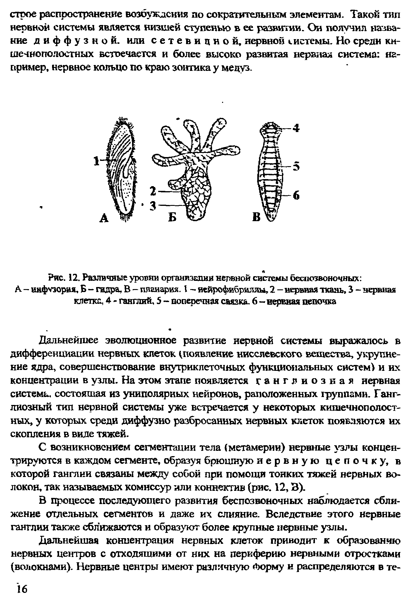 Рис. 12. Различные уровни органвзыши нервной системы беспозвоночных А - инфузория, Б - гидра, В - плгнария. 1 - нейрофибриллы, 2 - нервная ткань, 3 - нервная клетке, 4 - ганглий, 5 - поперешая связка. 6—нервная цепочка...