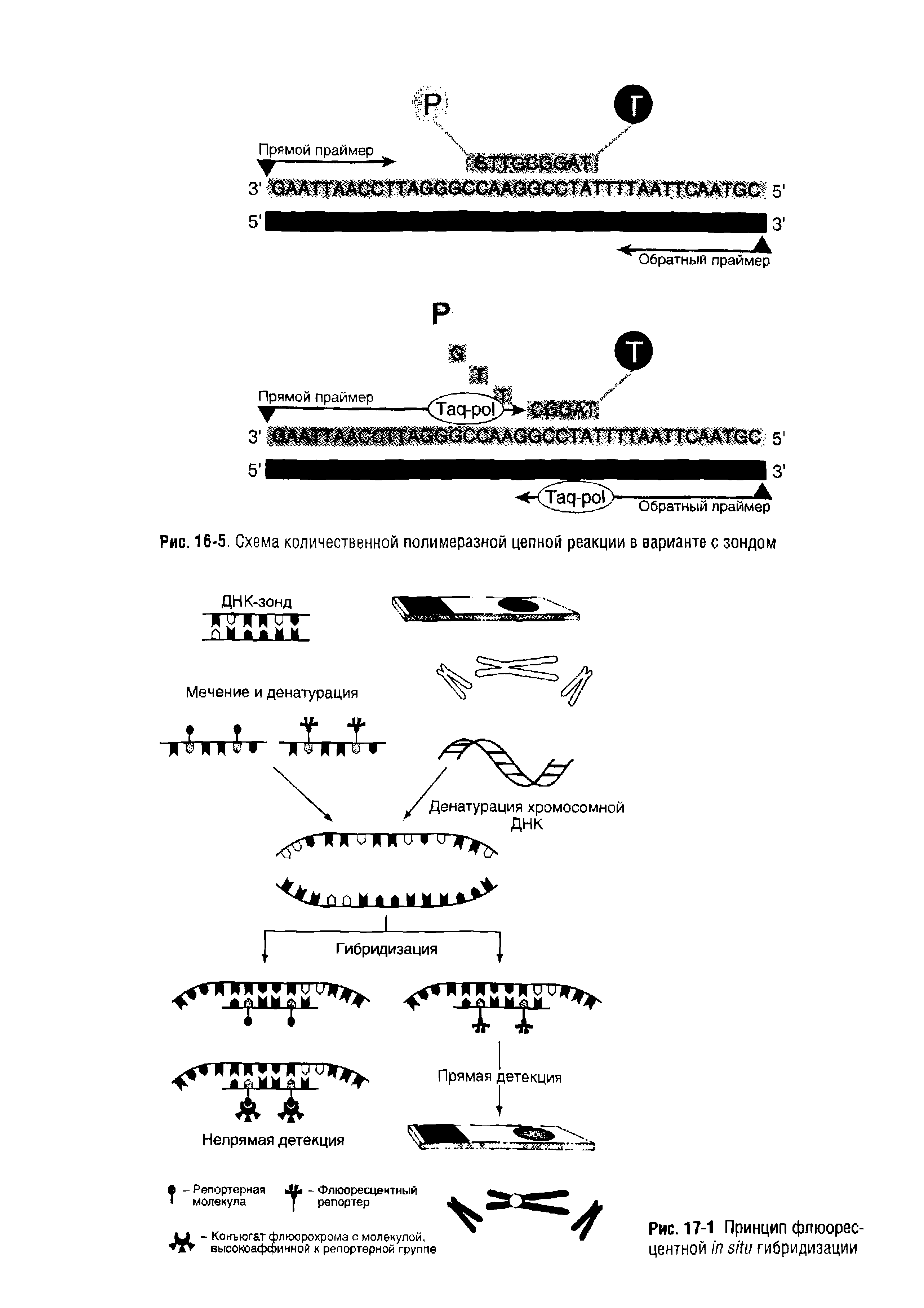 Рис. 16-5. Схема количественной полимеразной цепной реакции в варианте с зондом...