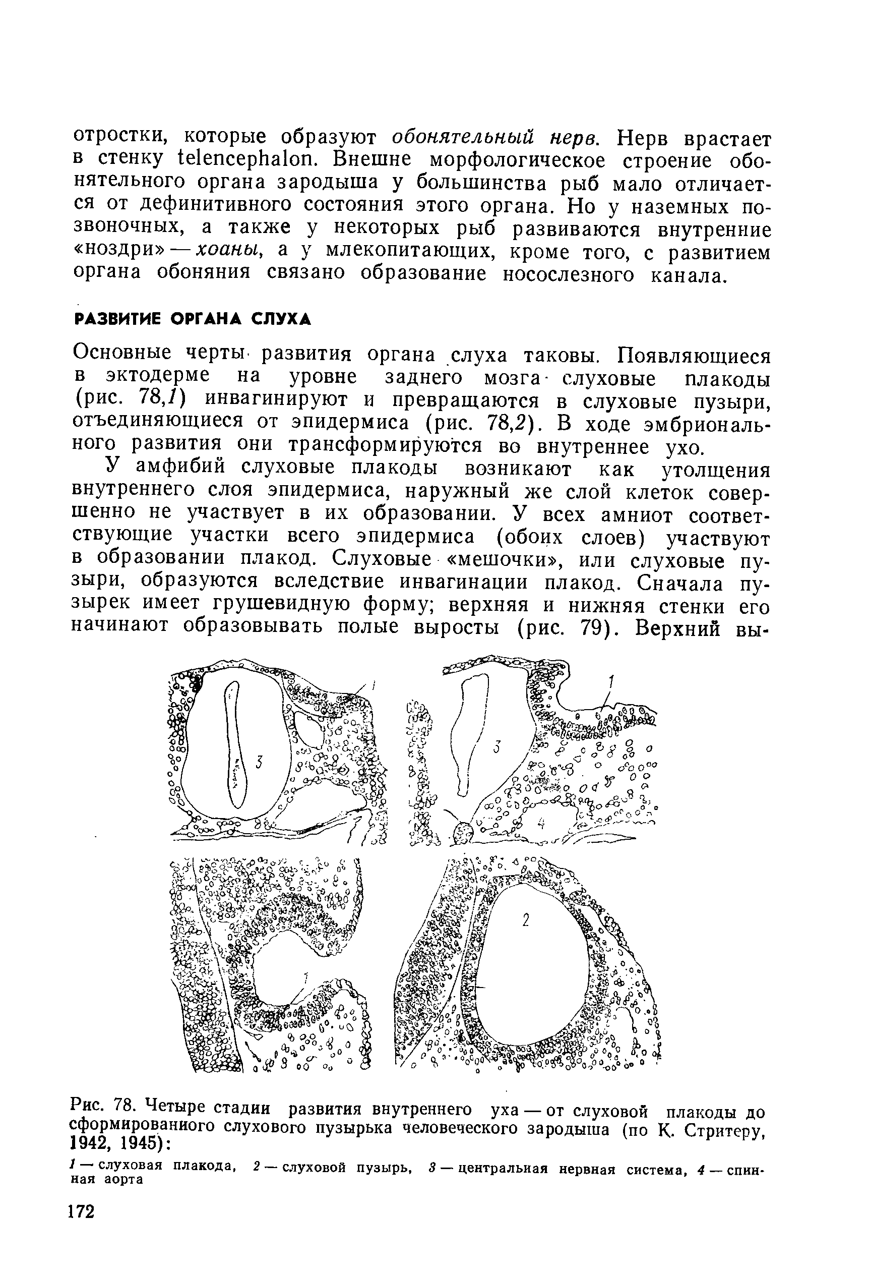 Рис. 78. Четыре стадии развития внутреннего уха — от слуховой плакоды до сформированного слухового пузырька человеческого зародыша (по К. Стритеру, 1942, 1945) ...