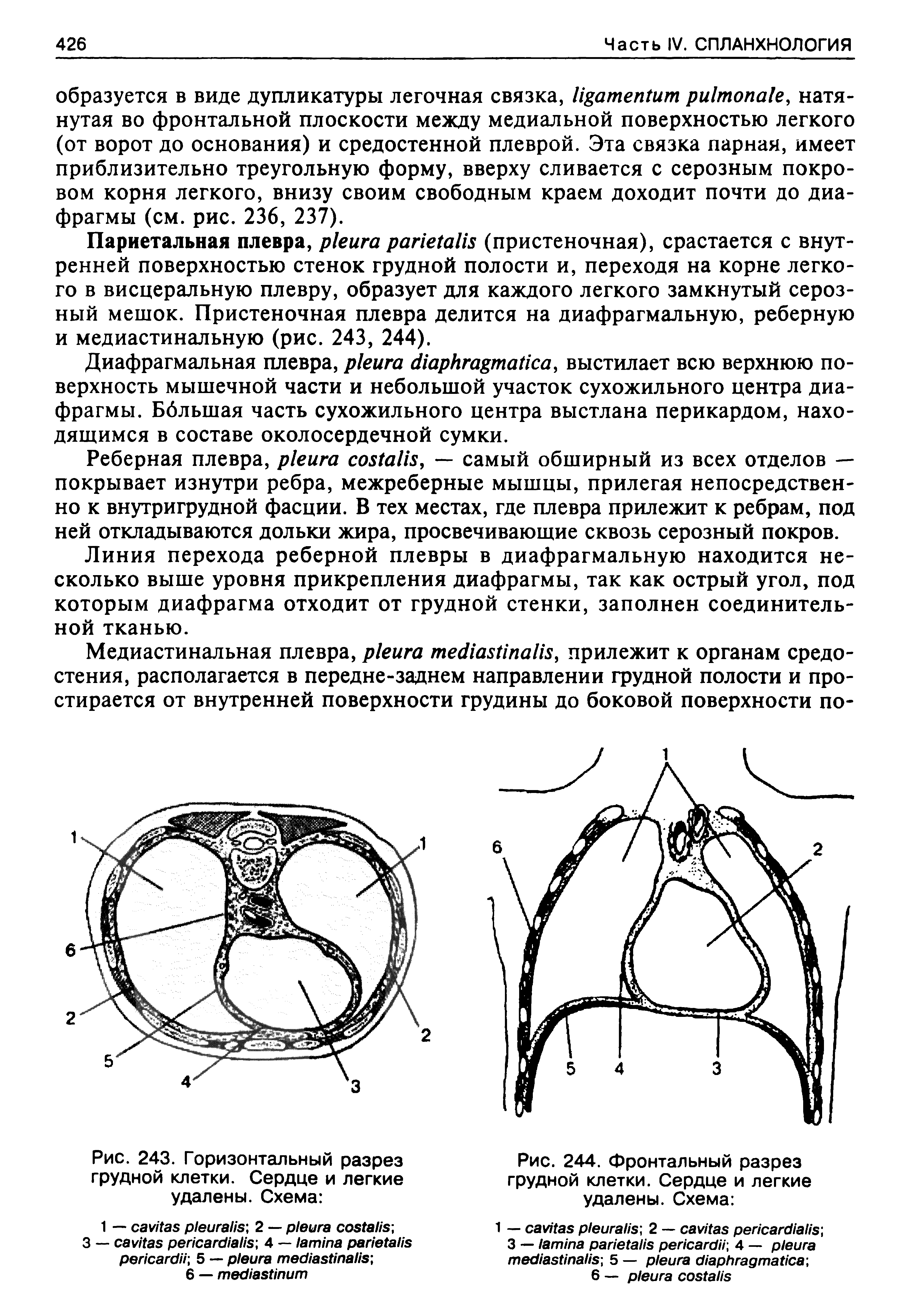 Рис. 244. Фронтальный разрез грудной клетки. Сердце и легкие удалены. Схема ...