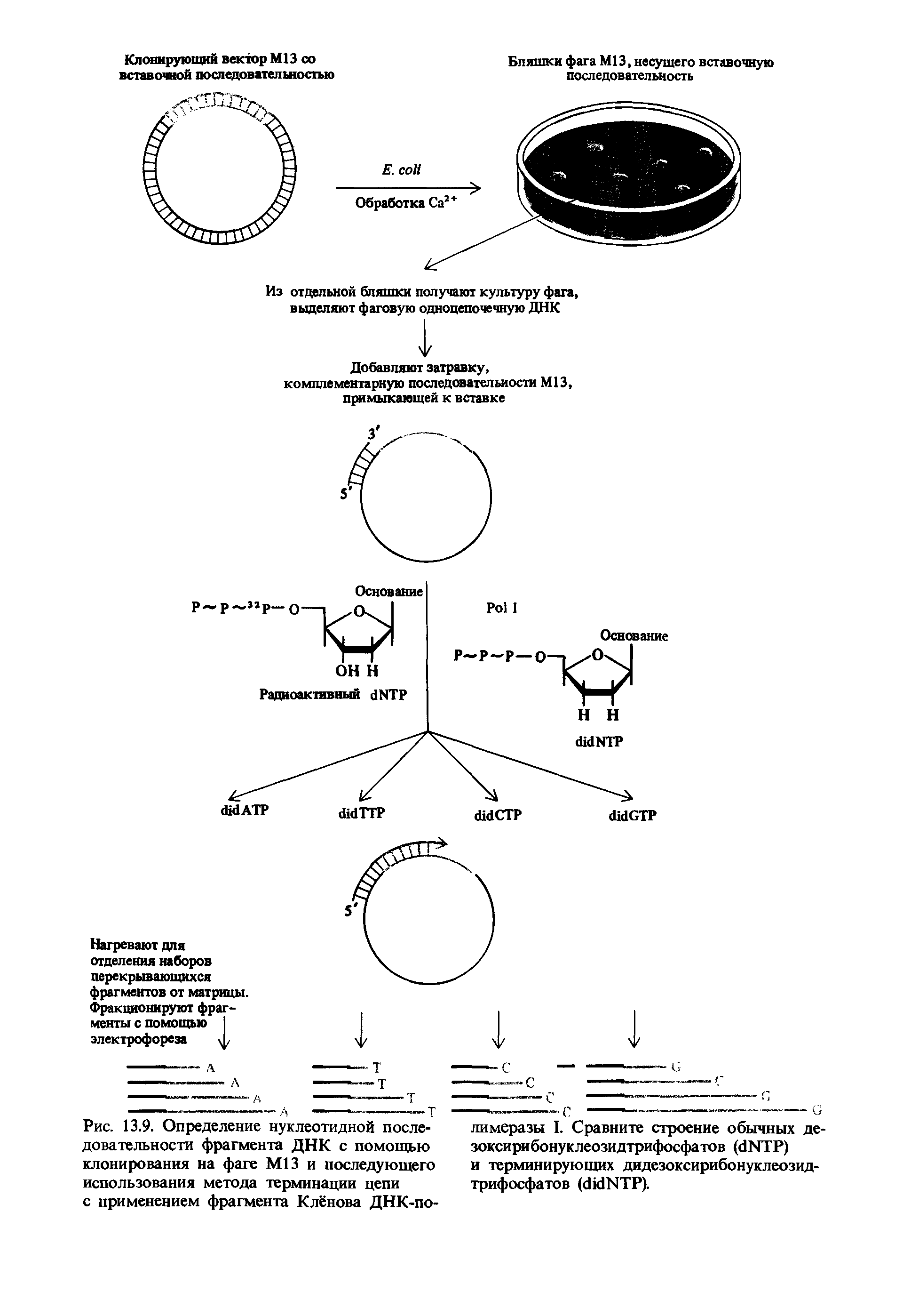 Рис. 13.9. Определение нуклеотидной последовательности фрагмента ДНК с помощью клонирования на фаге М13 и последующего использования метода терминации цепи с применением фрагмента Клёнова ДНК-по-...