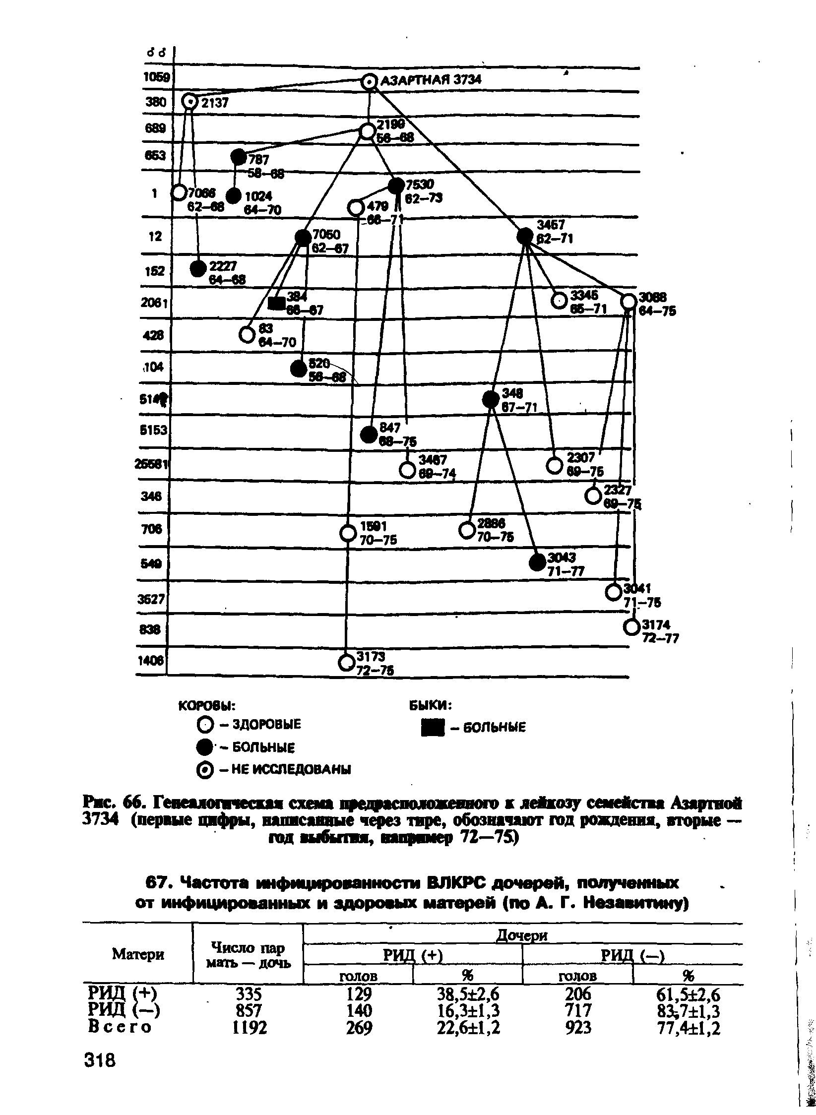 Рис. 66. Геиеалогаческан схема предрасположеиного к лейкозу семейства Азартной 3734 (первые цифры, написанные через тире, обозначают год рождения, вторые — гад выбыпн, например 72—75)...